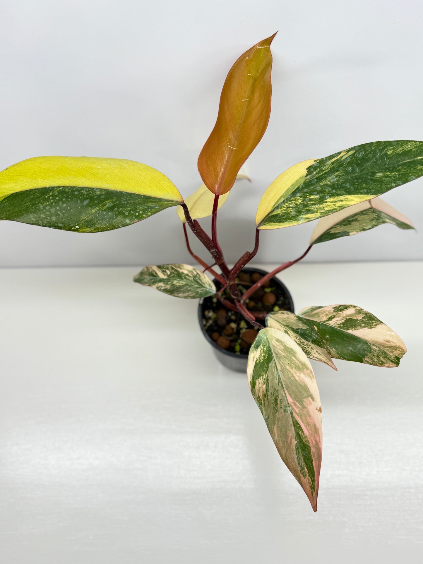 Philodendron Strawberry Shake - Highly Variegated NONTC. U61