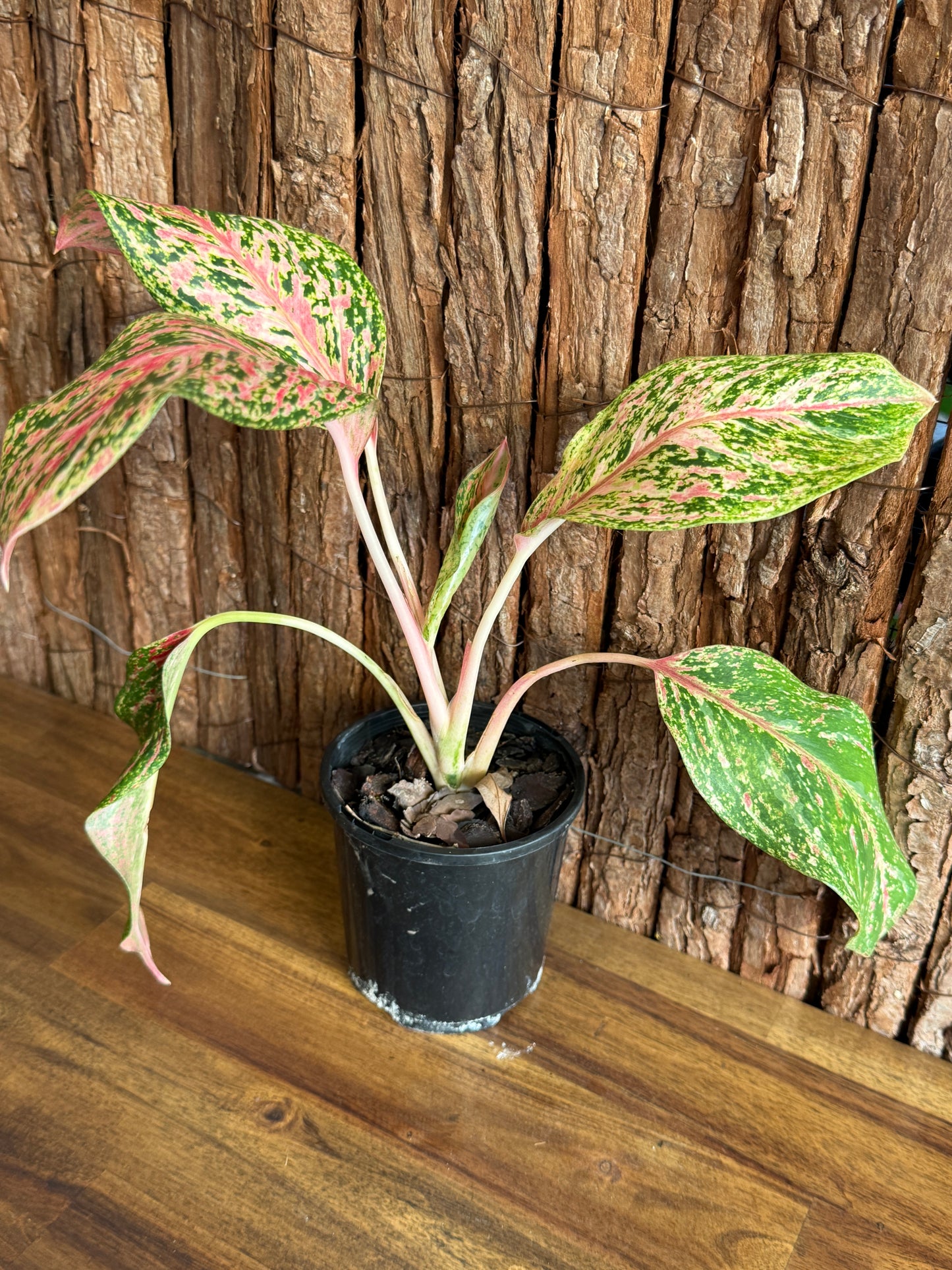 Aglaonema Sparkling Sarah