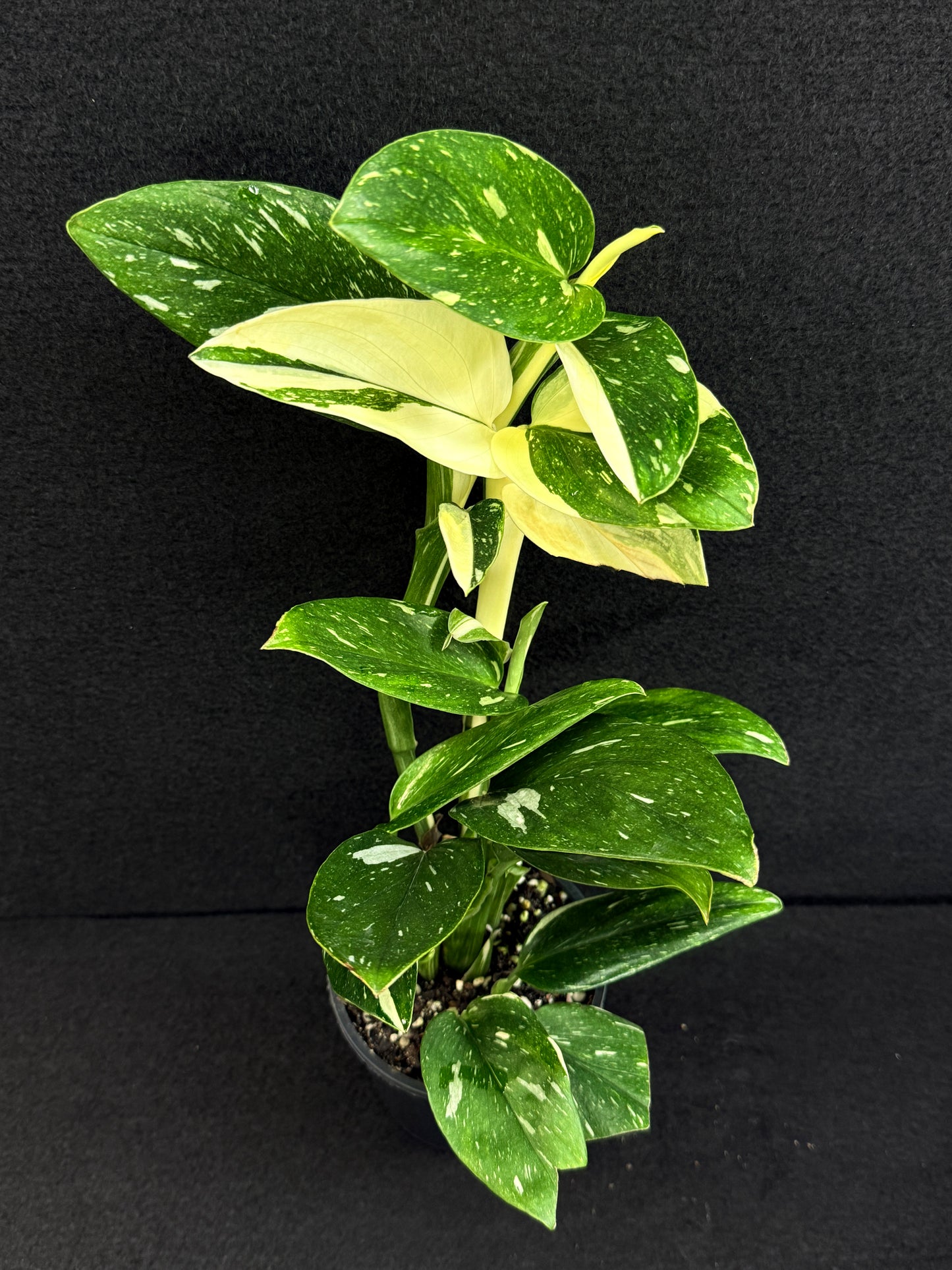 Monstera standleyana 'Albo' C39