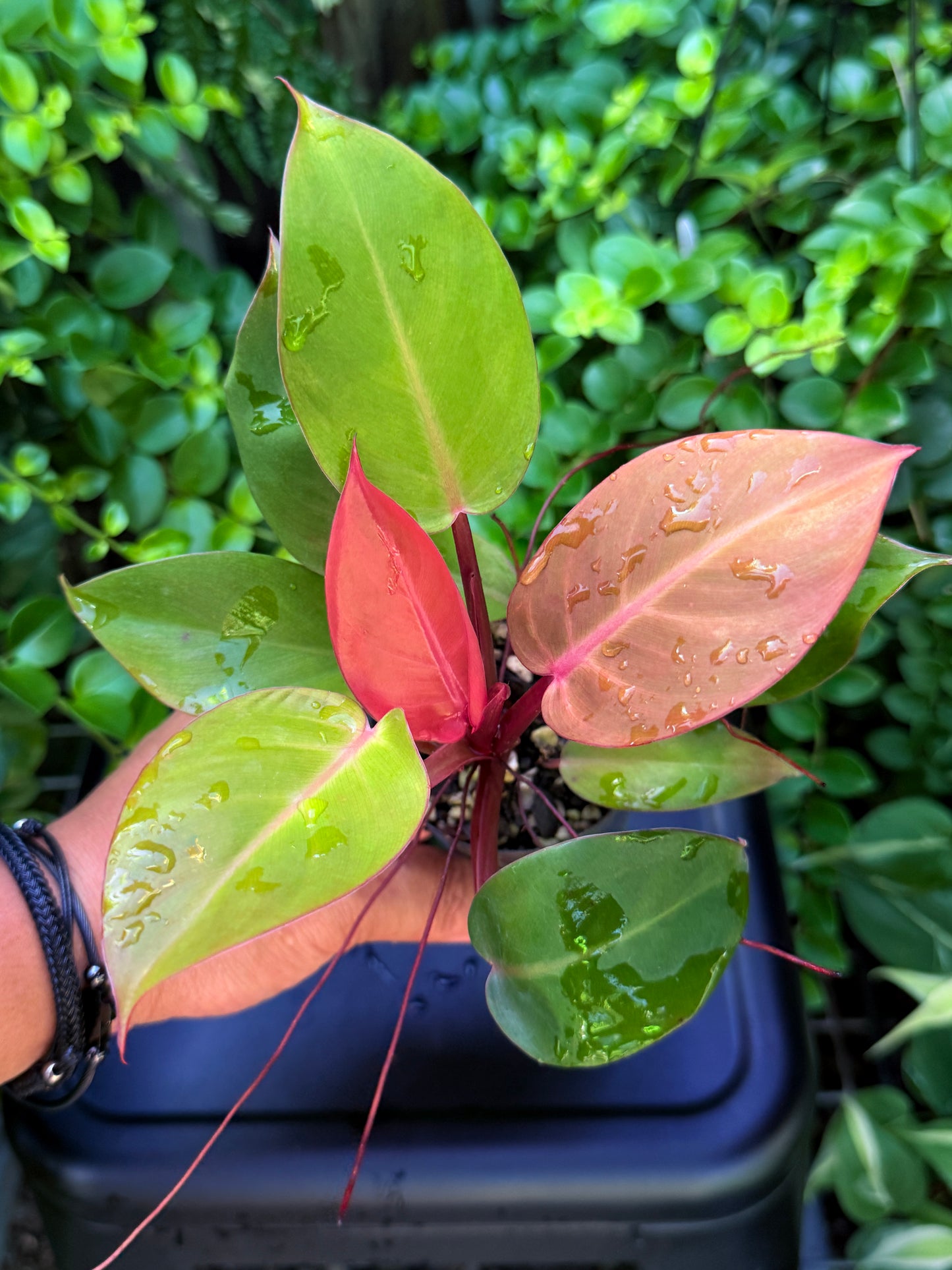 Philodendron 'Cherry Red' - Best Plant in Stock.