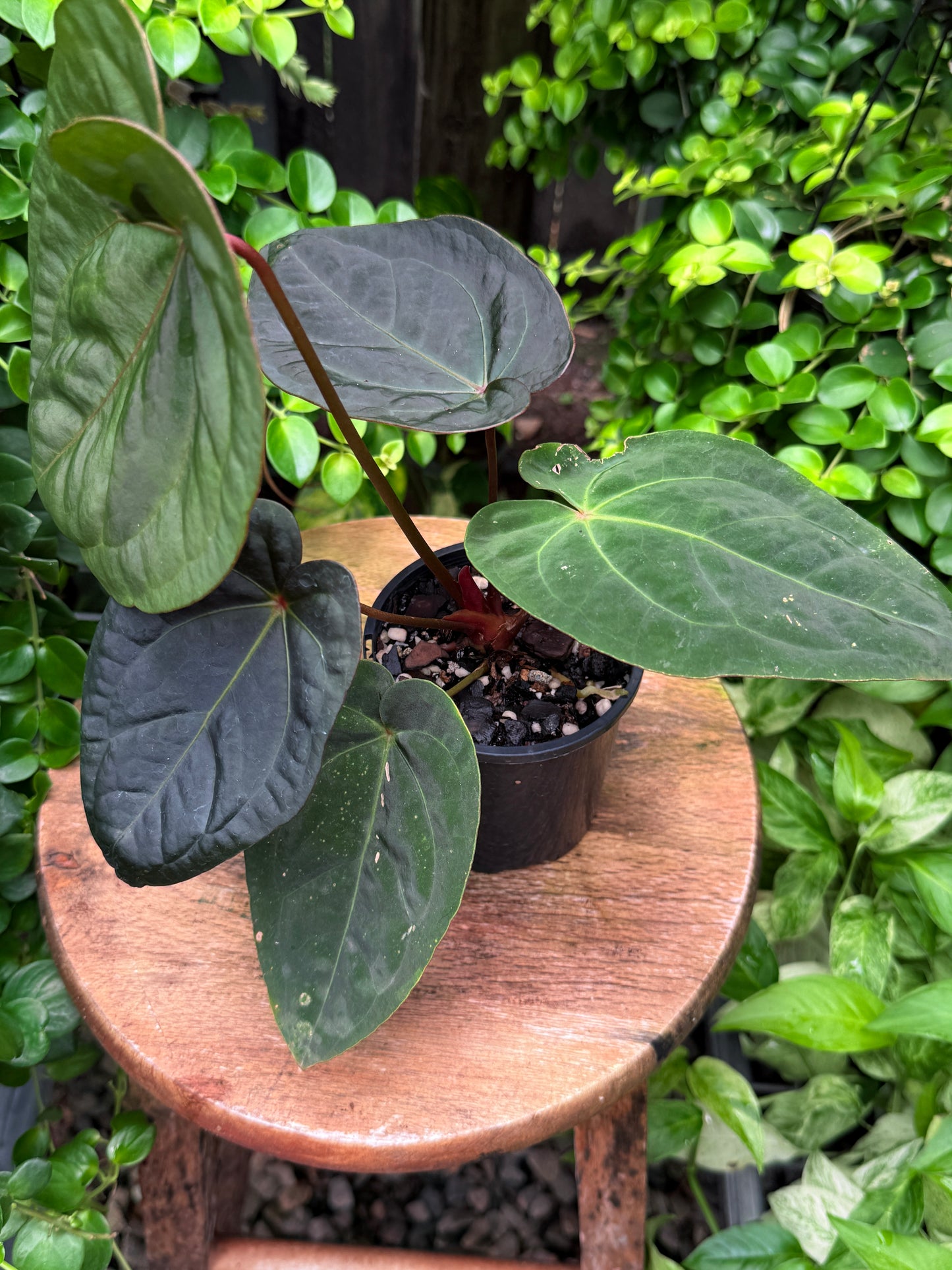 Anthurium hoffmannii Red Sinus aka Blood Moon - Rarely Offered B57