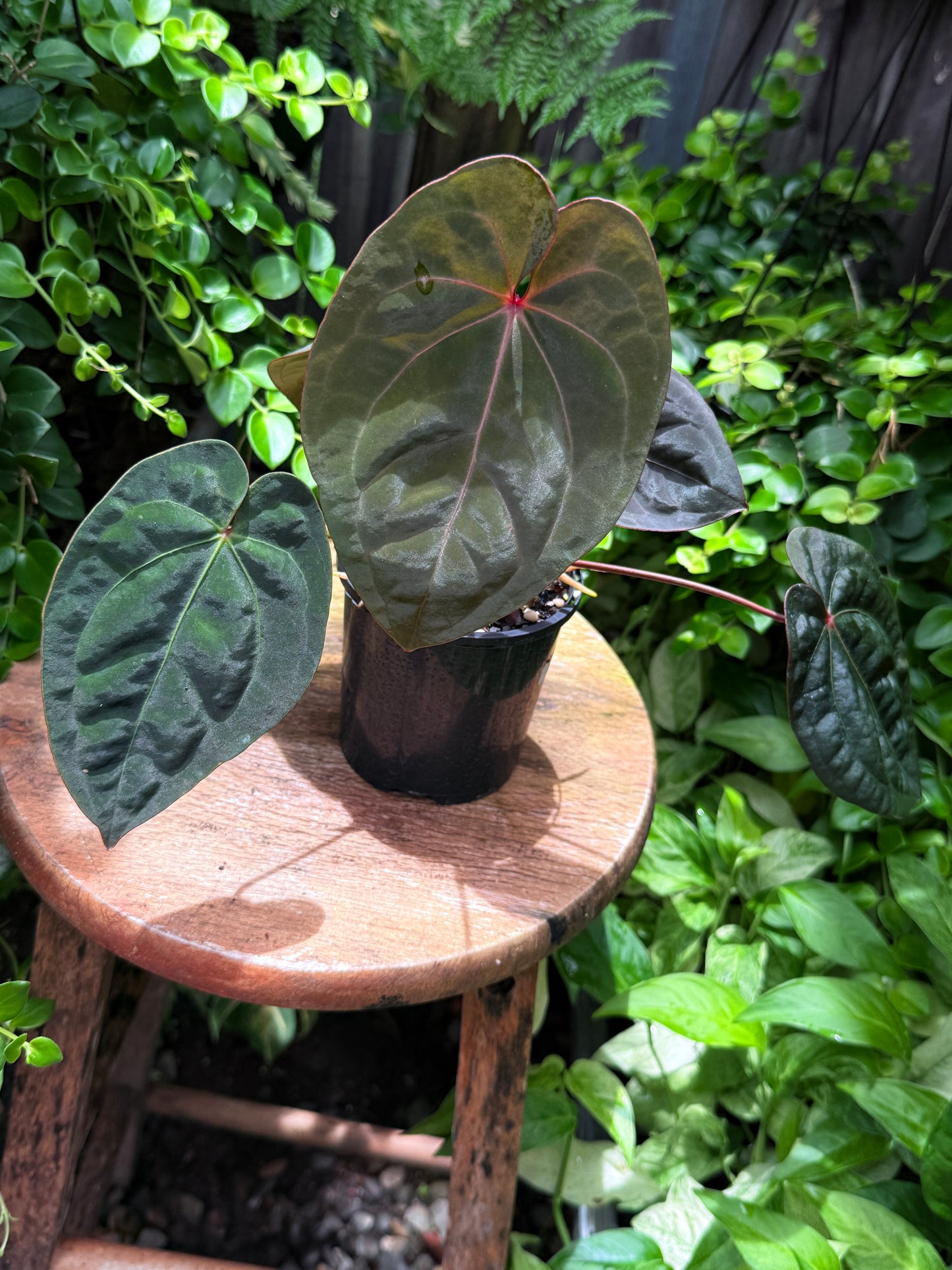 Anthurium hoffmannii Red Sinus aka Blood Moon - Rarely Offered B54