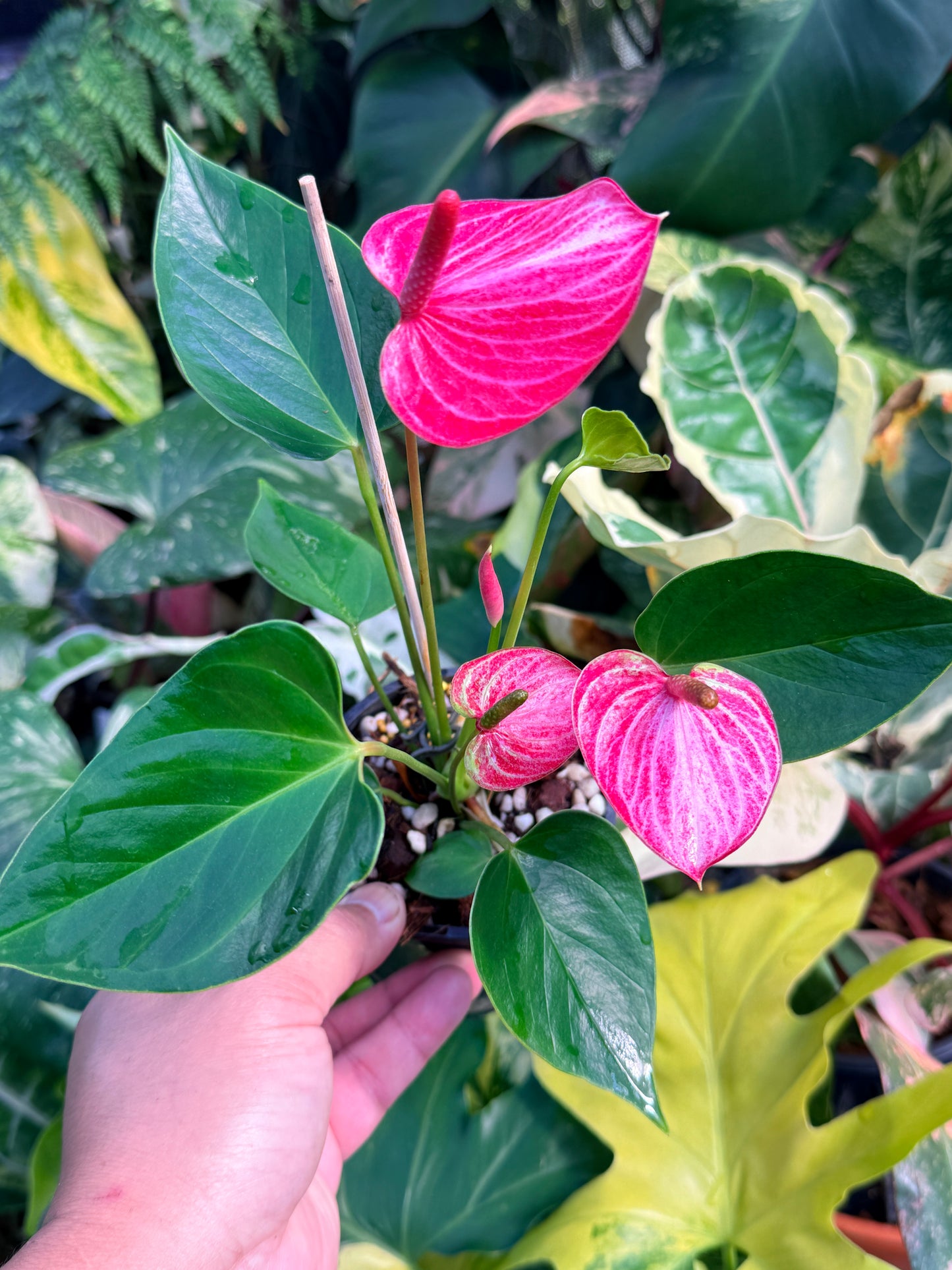 Anthurium 'Livium Ruby' Q49