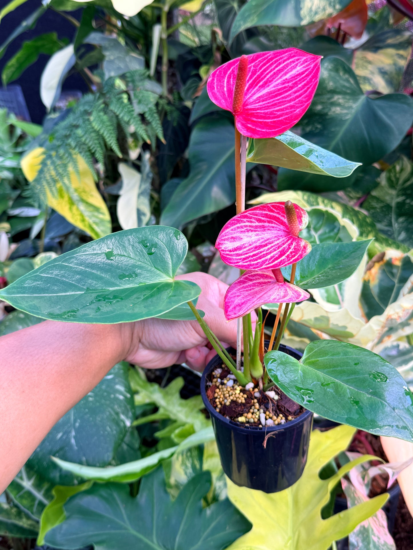Anthurium 'Livium Ruby' Q51