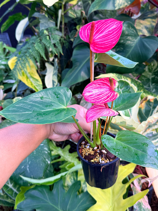 Anthurium 'Livium Ruby' Q51