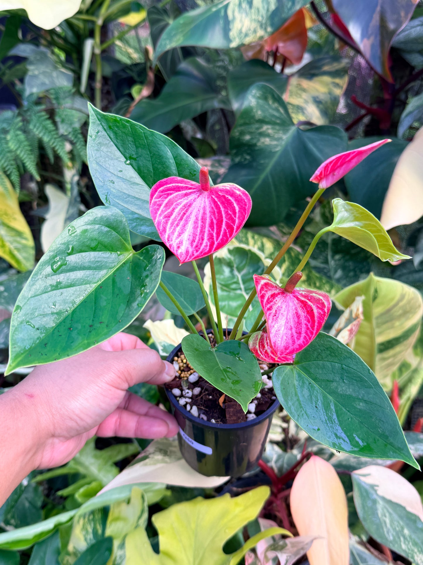 Anthurium 'Livium Ruby' Q50