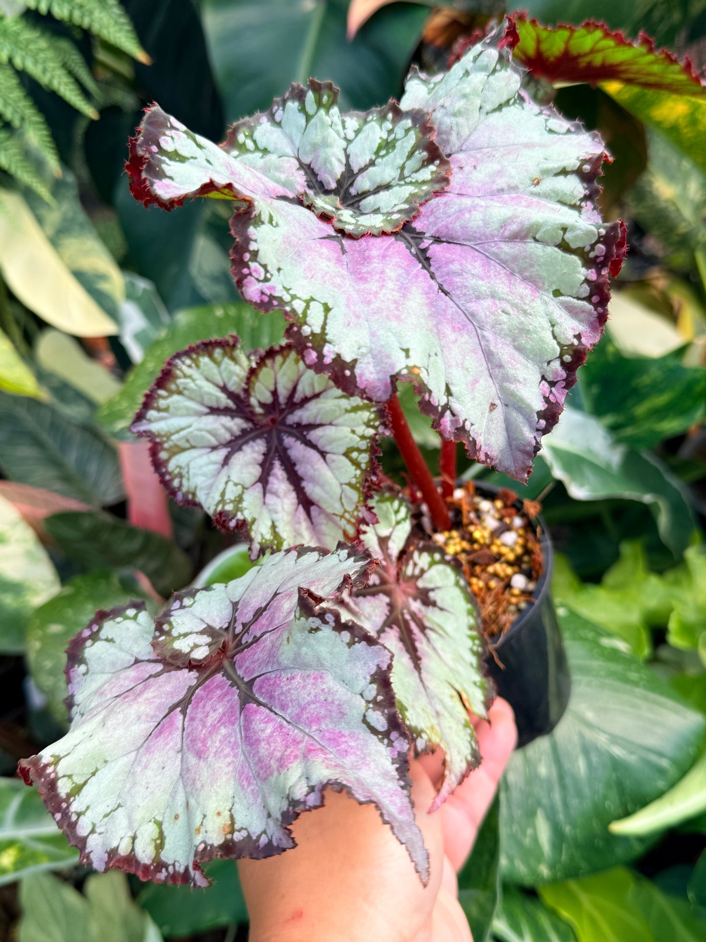 Begonia 'Lavender Swirl' Q58