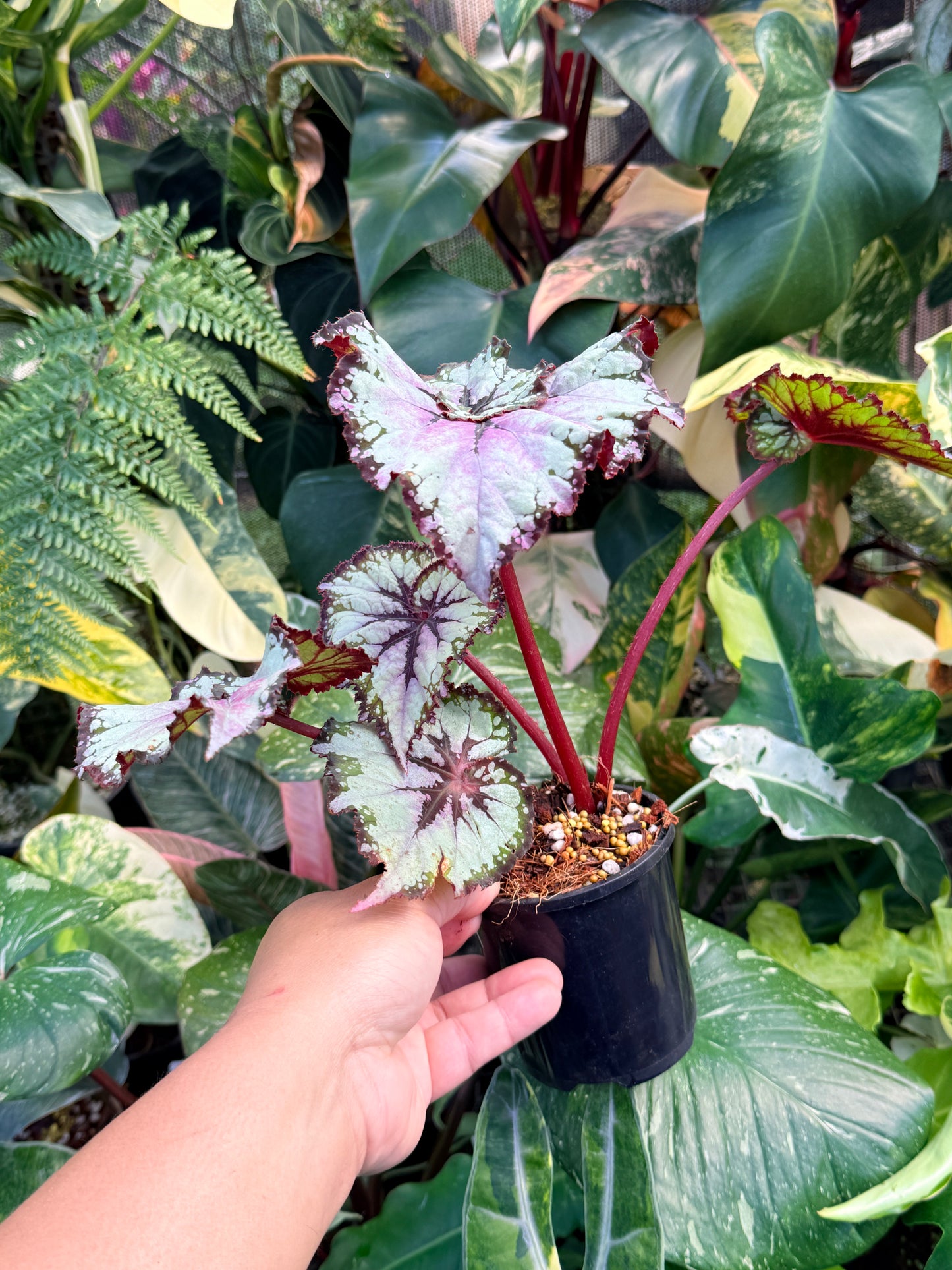 Begonia 'Lavender Swirl' Q58