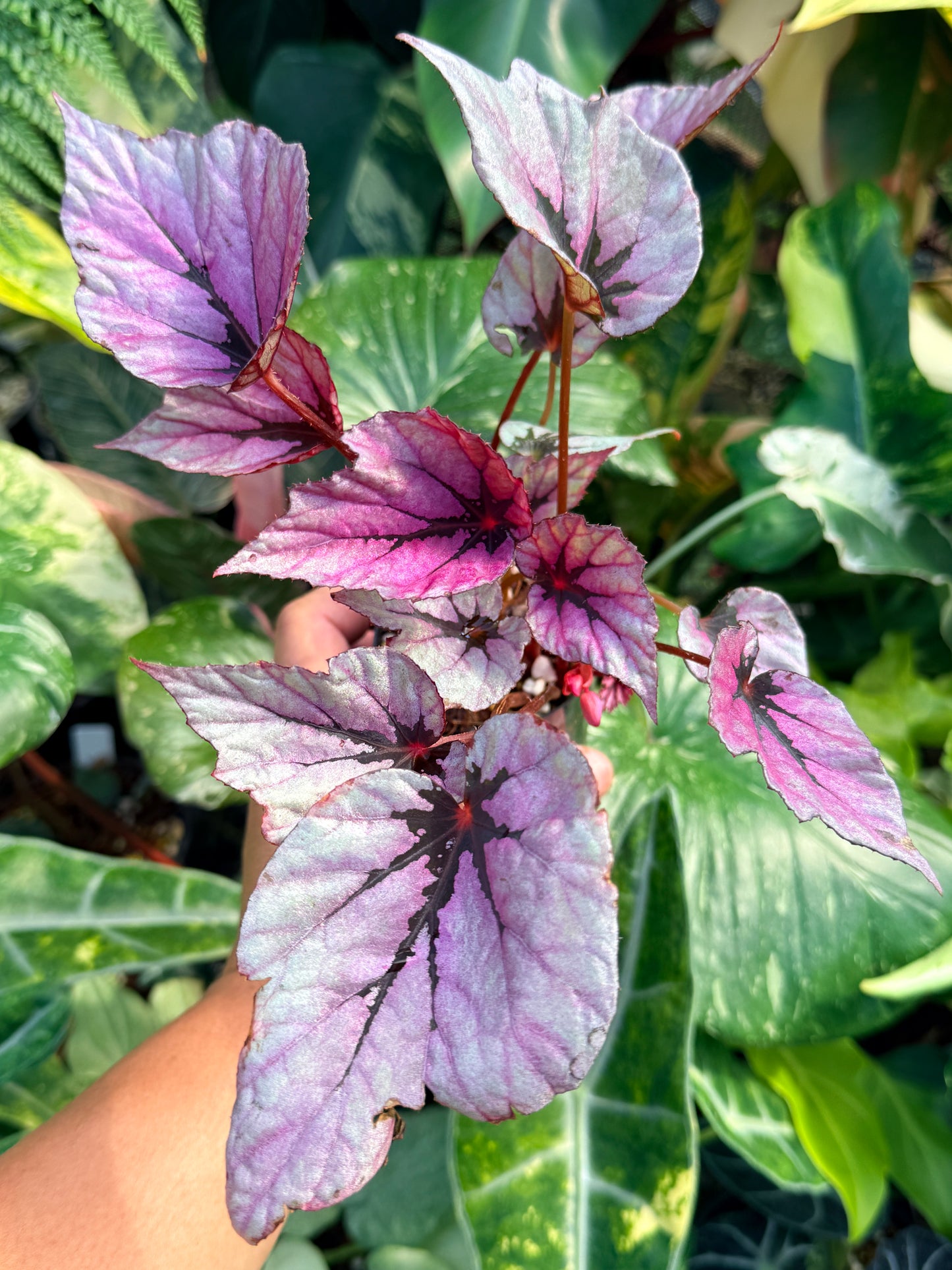 Begonia 'Pink Glitter' Q56