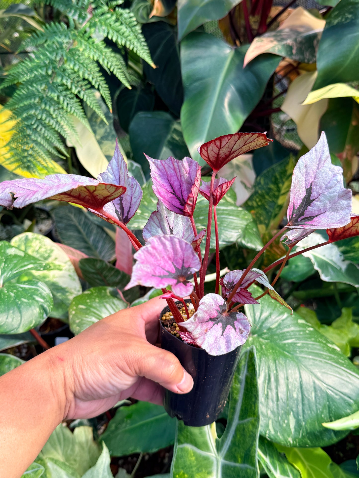 Begonia 'Pink Glitter' Q56