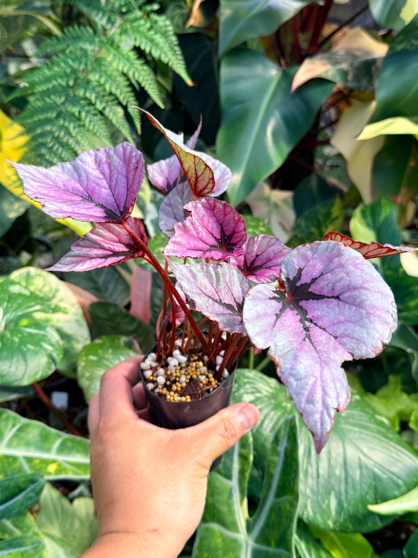 Begonia 'Pink Glitter' Q56