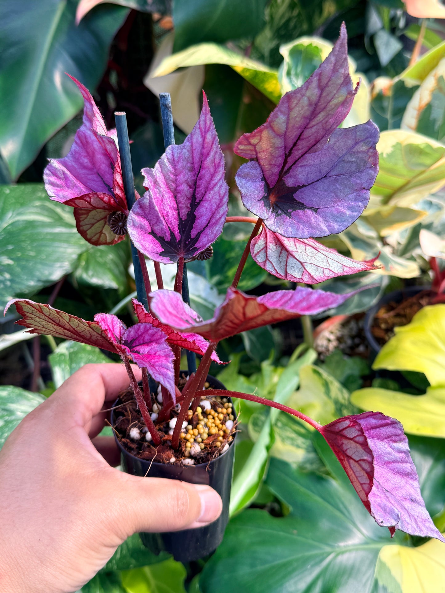 Begonia 'Pink Glitter' Q57