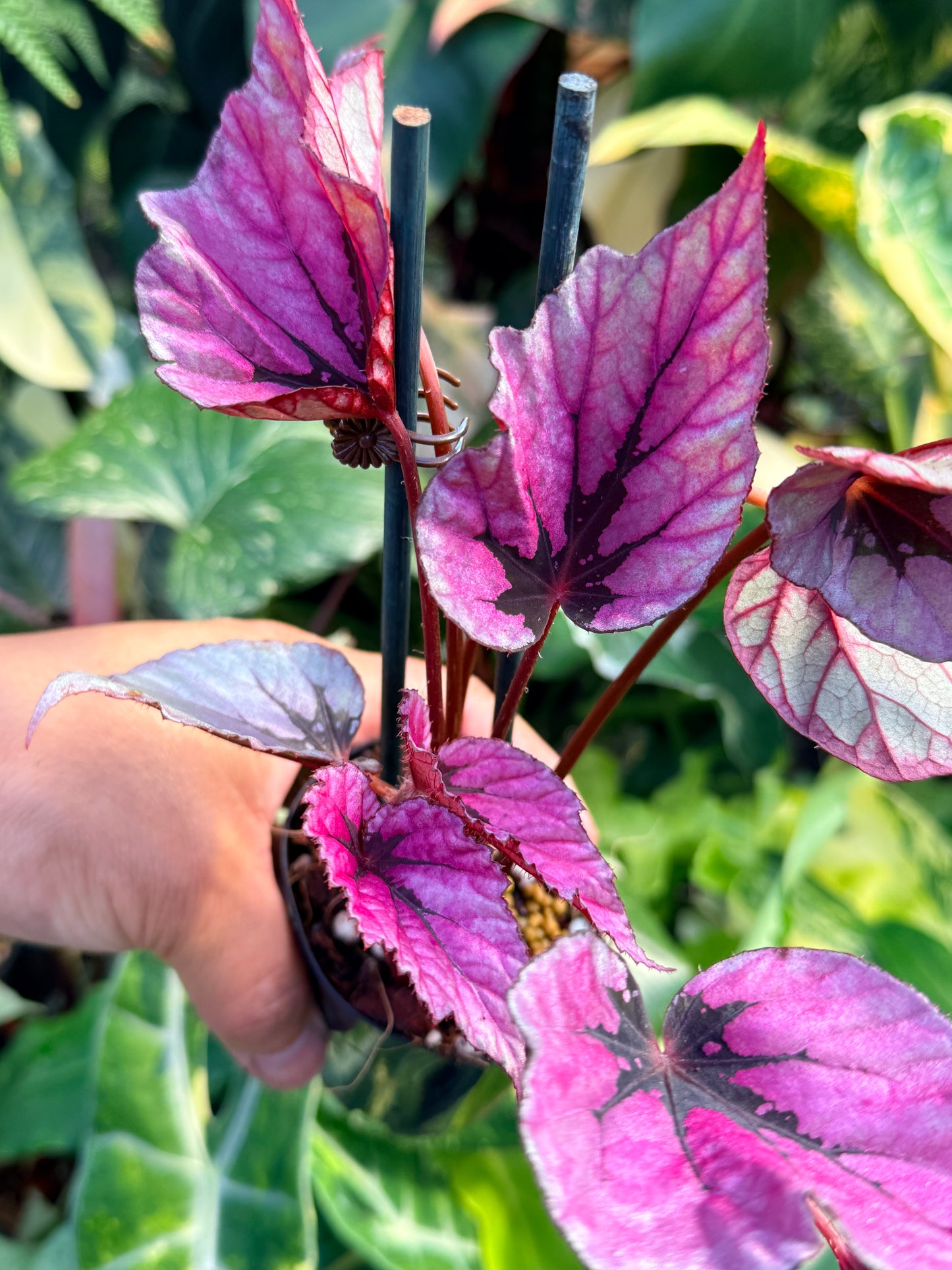 Begonia 'Pink Glitter' Q57