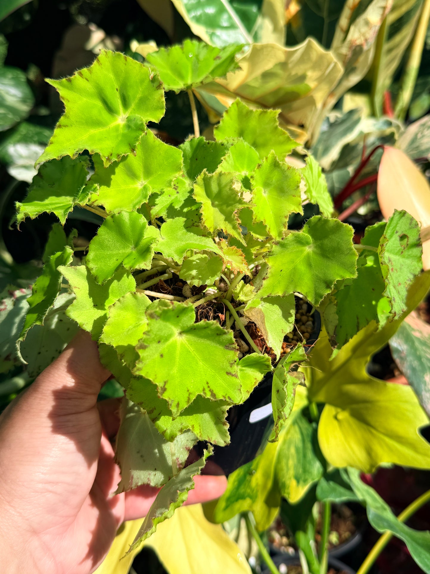 Begonia 'Party Dress' Q59