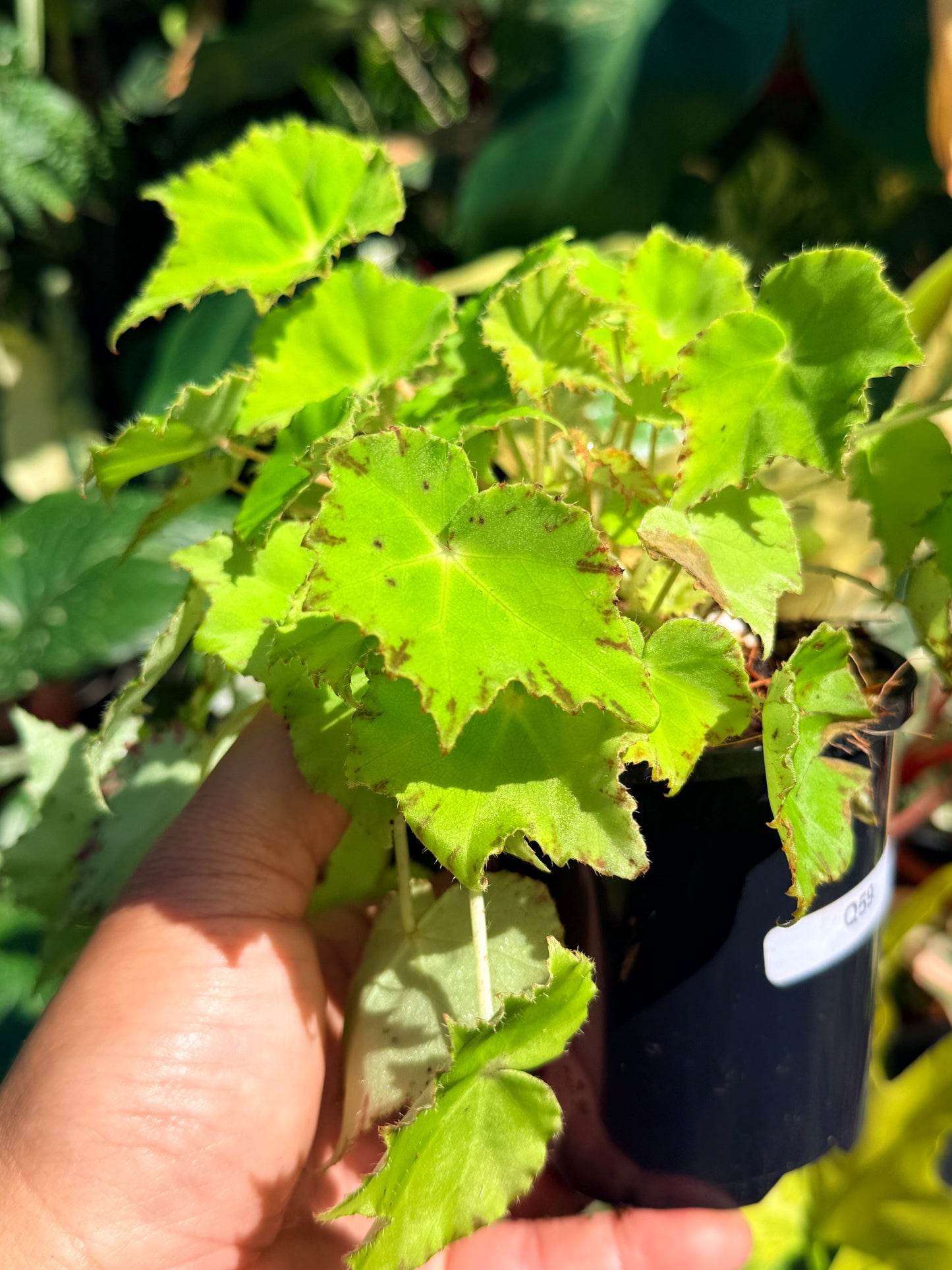 Begonia 'Party Dress' Q59