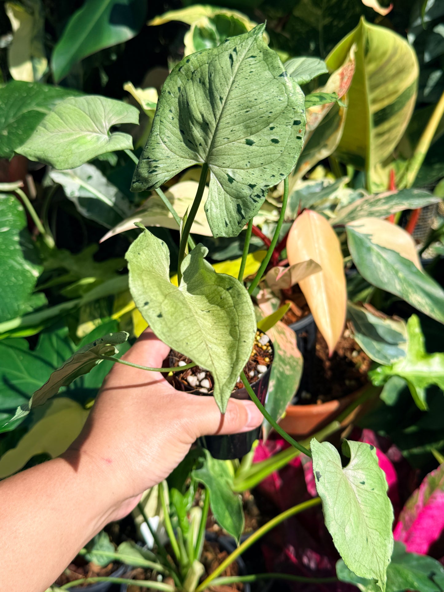 Syngonium 'Green Splash' Q65