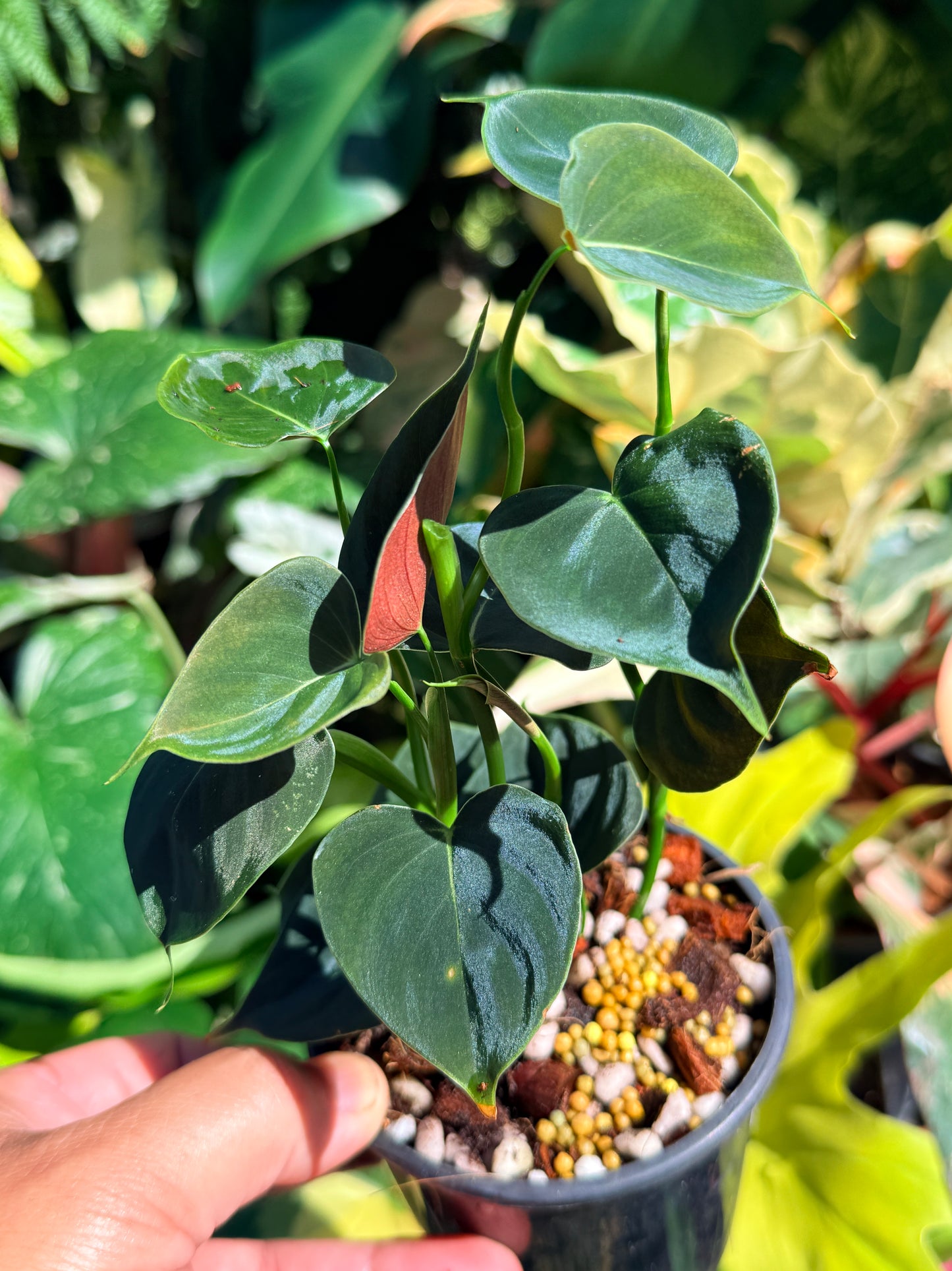 Philodendron 'Lupinum' Q63