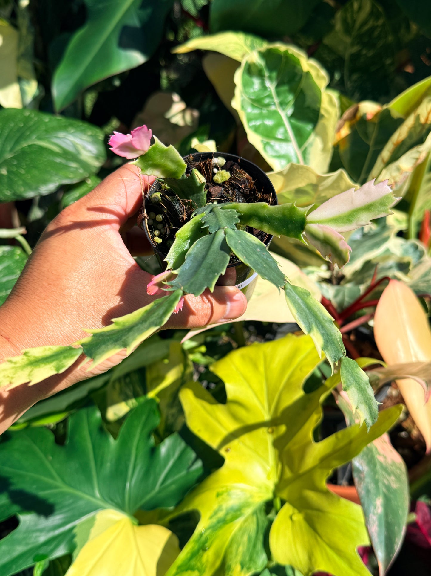 Schlumbergera truncata 'Variegated Zygocactus' - White Flowering Q60