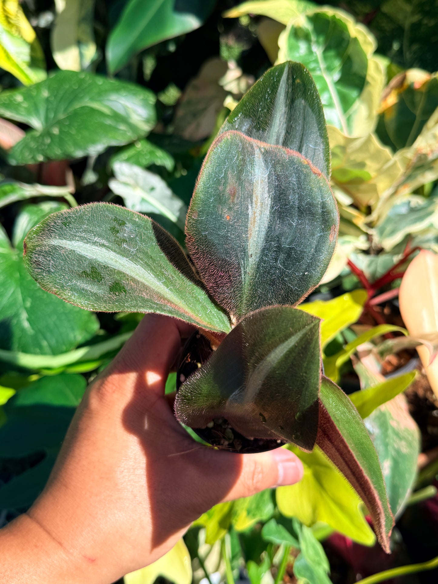 Siderasis fuscata 'Brown Spiderwort' Q61