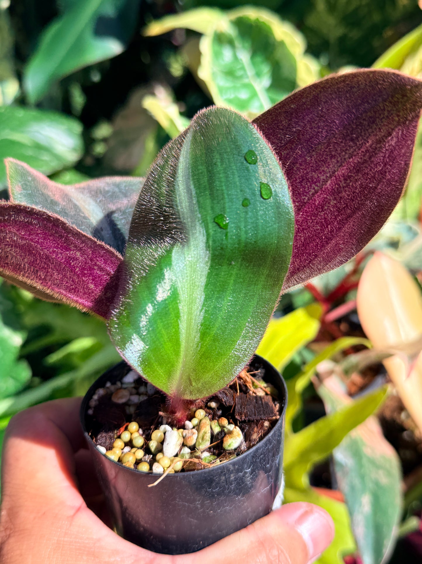 Siderasis fuscata 'Brown Spiderwort' Q61