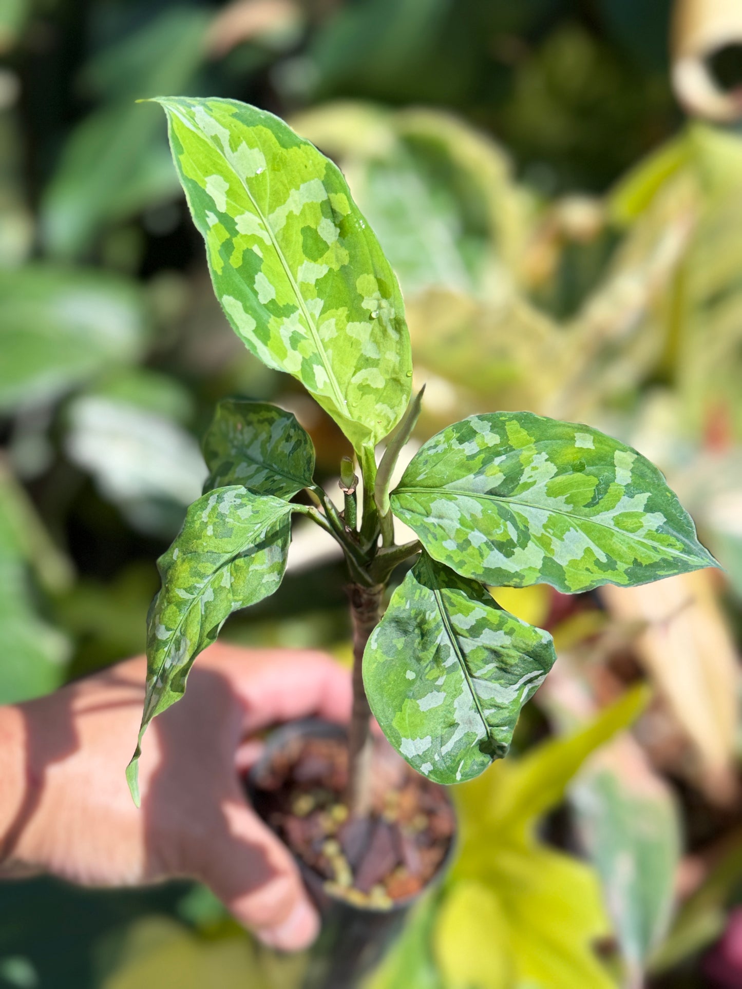 Aglaonema pictum 'Tricolour' NONTC Q64