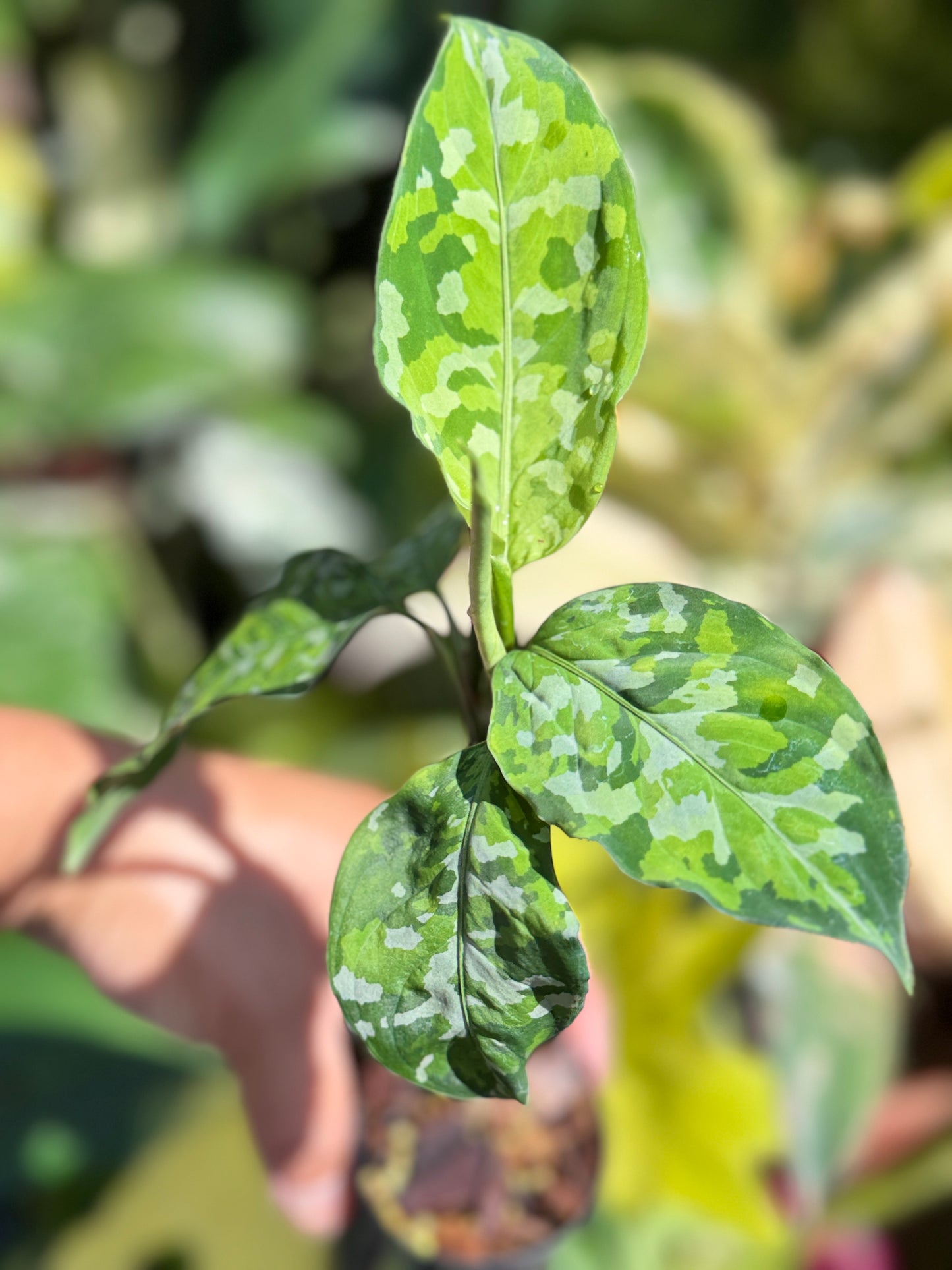 Aglaonema pictum 'Tricolour' NONTC Q64