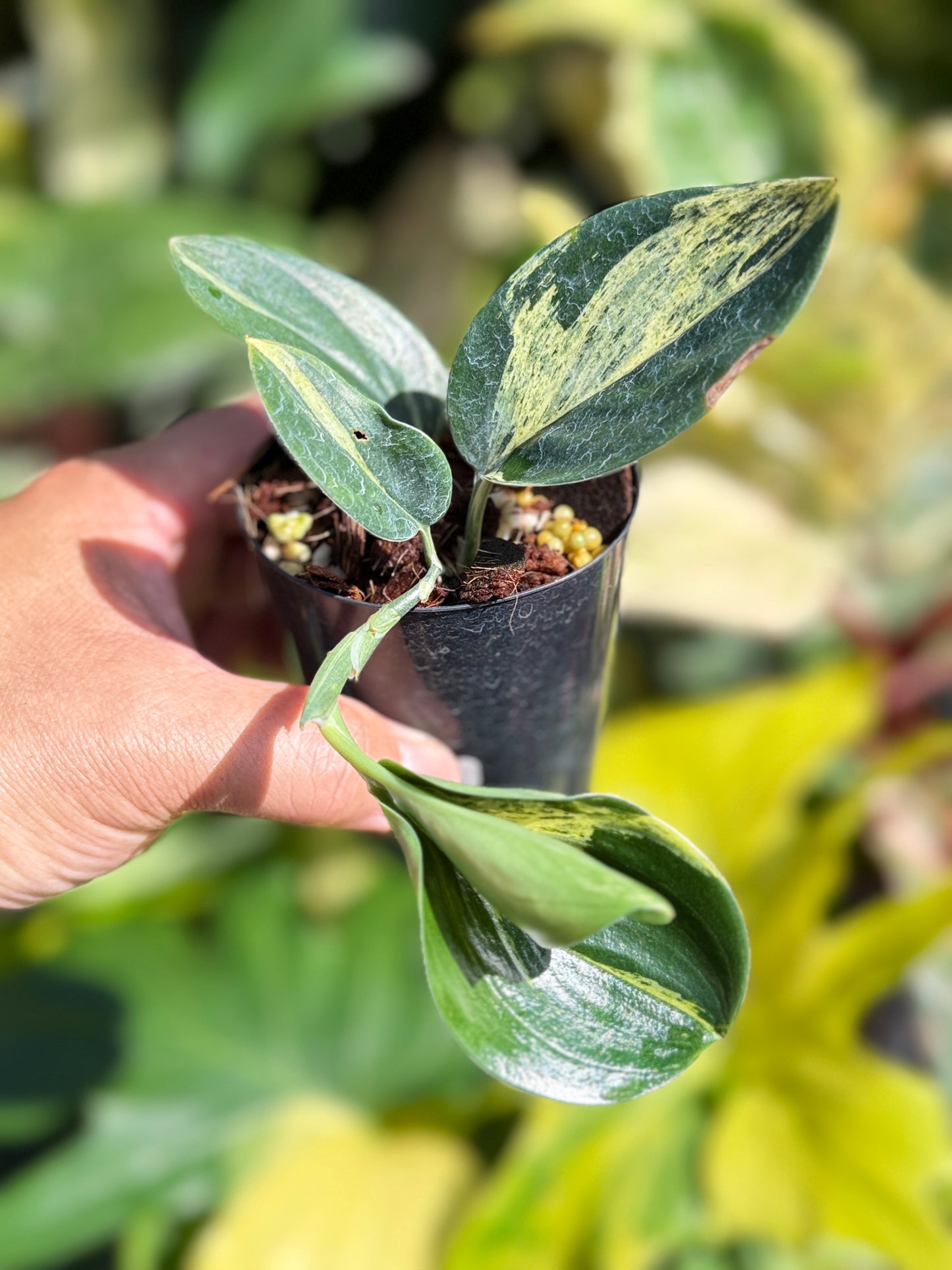 Scindapsus treubii 'Dark Variegation' K17