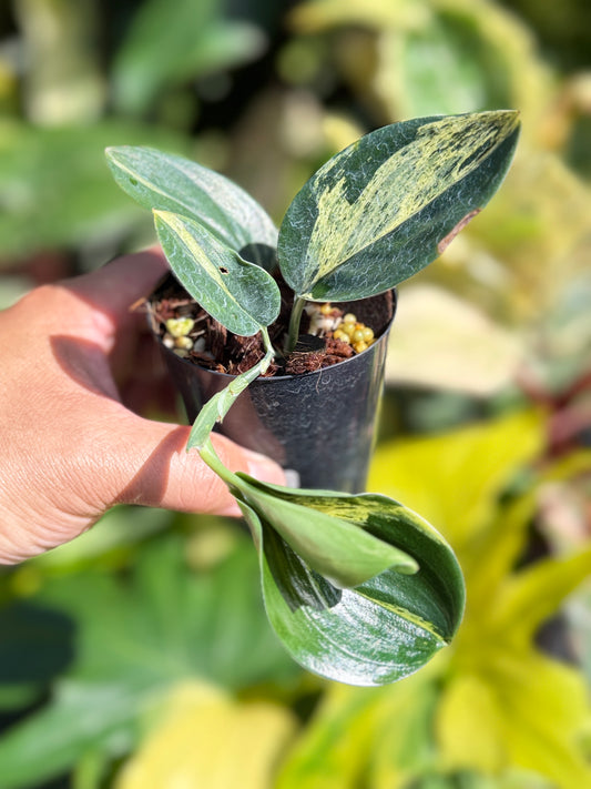 Scindapsus treubii 'Dark Variegation' K17