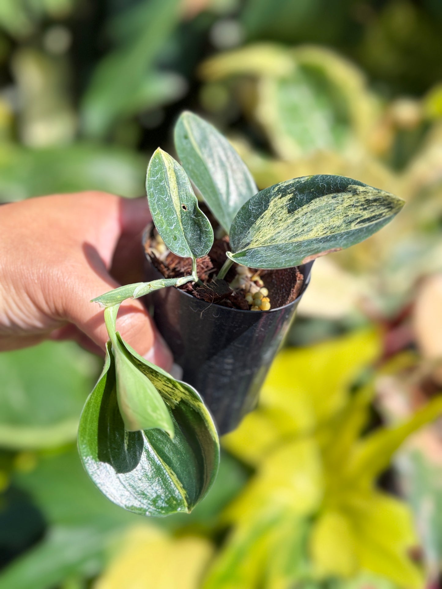 Scindapsus treubii 'Dark Variegation' K17