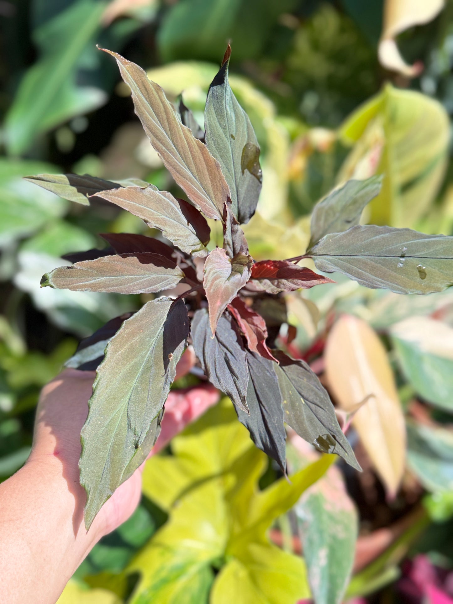 Homalomena Humilis 'Red Velvet' Q62