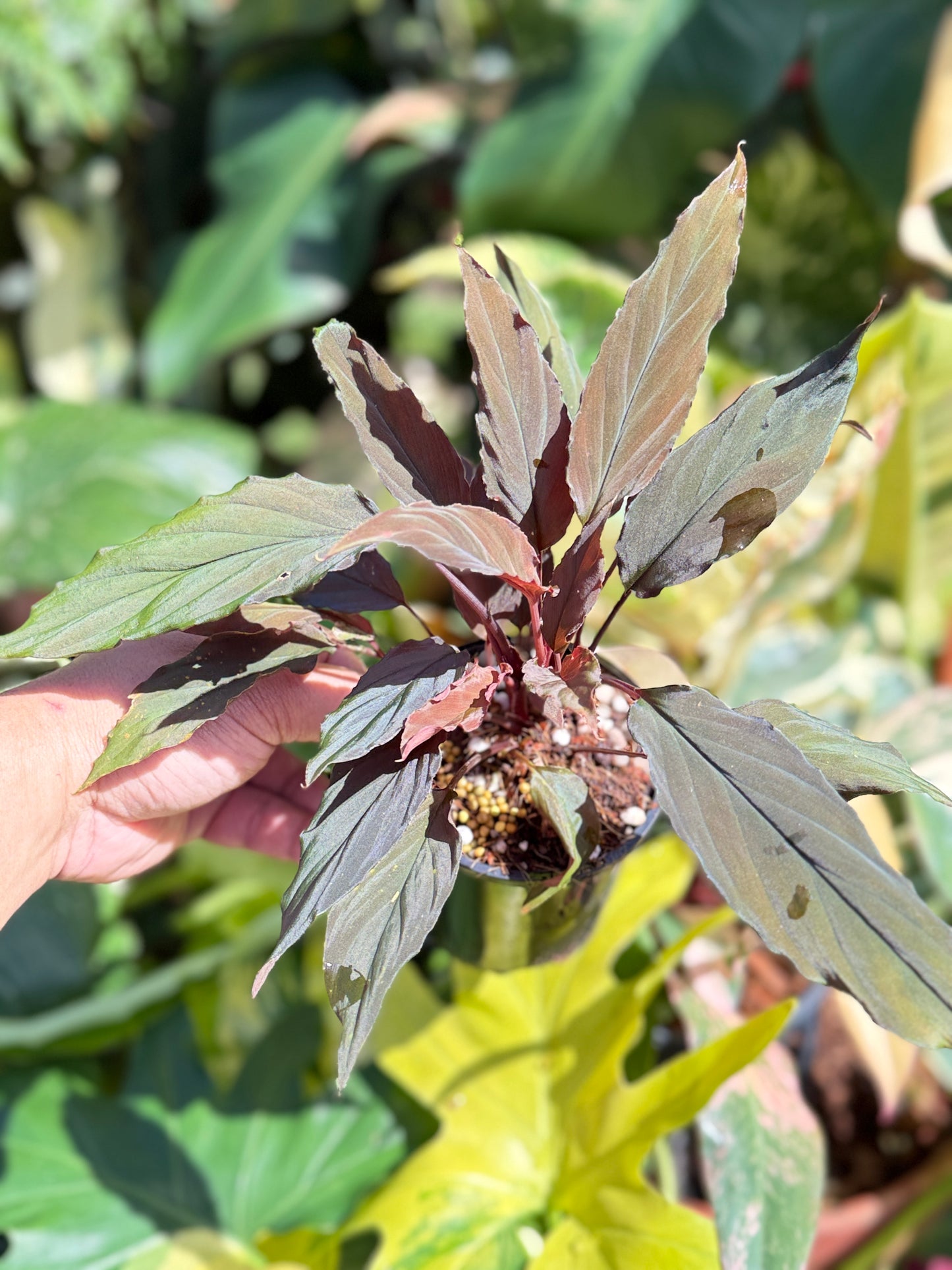 Homalomena Humilis 'Red Velvet' Q62