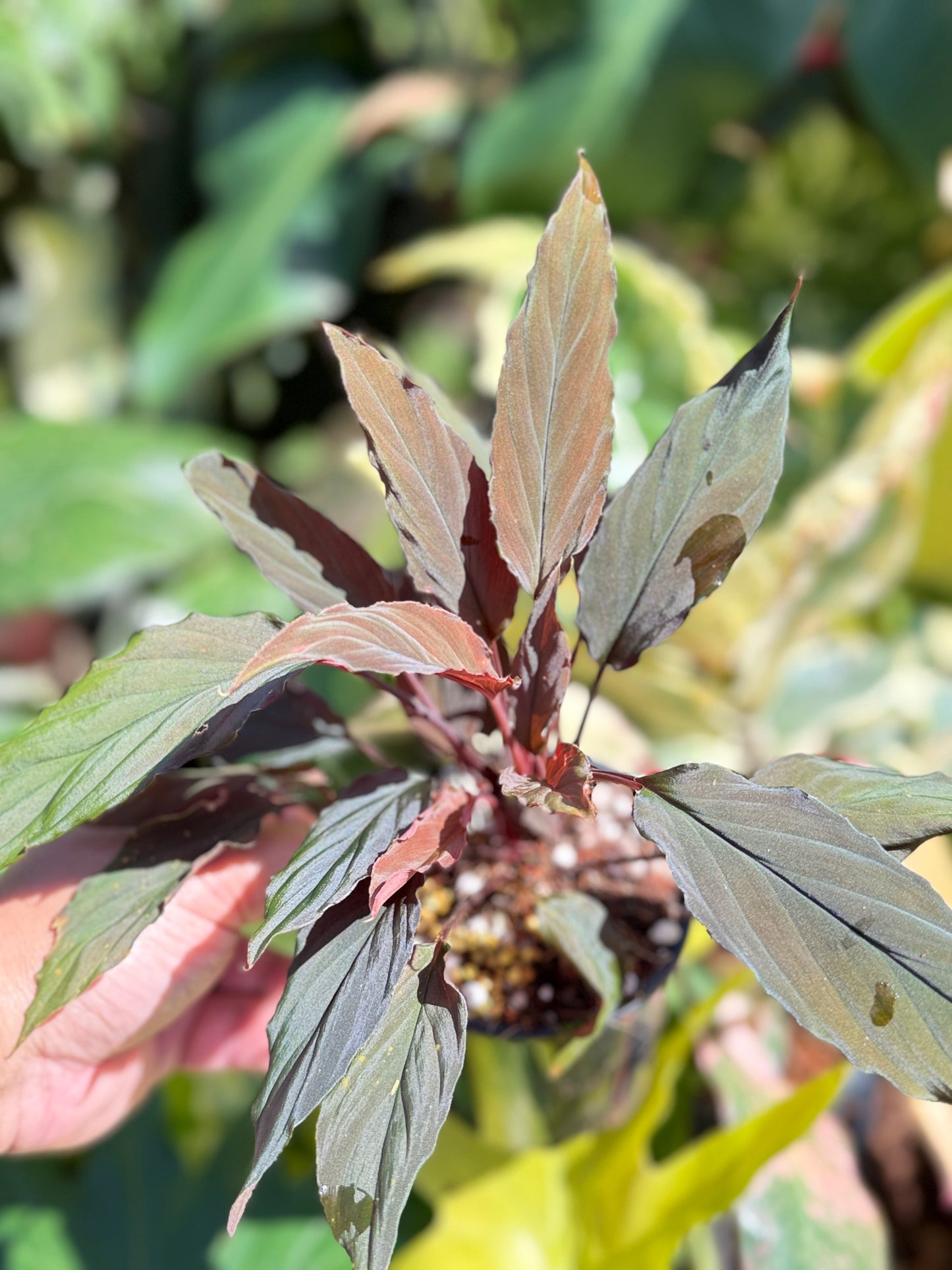 Homalomena Humilis 'Red Velvet' Q62