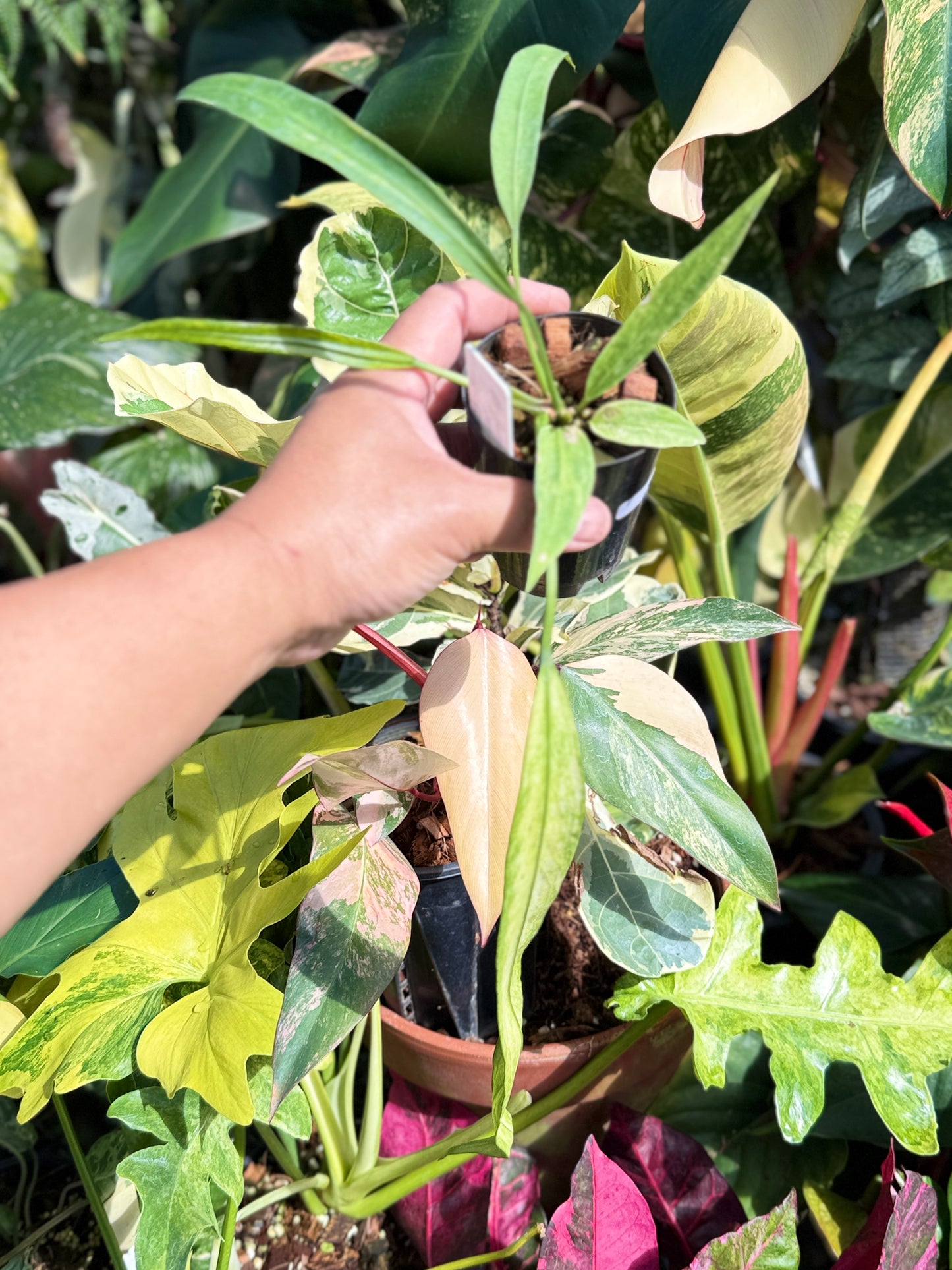 Anthurium 'Vittariifolium Variegata' Q69