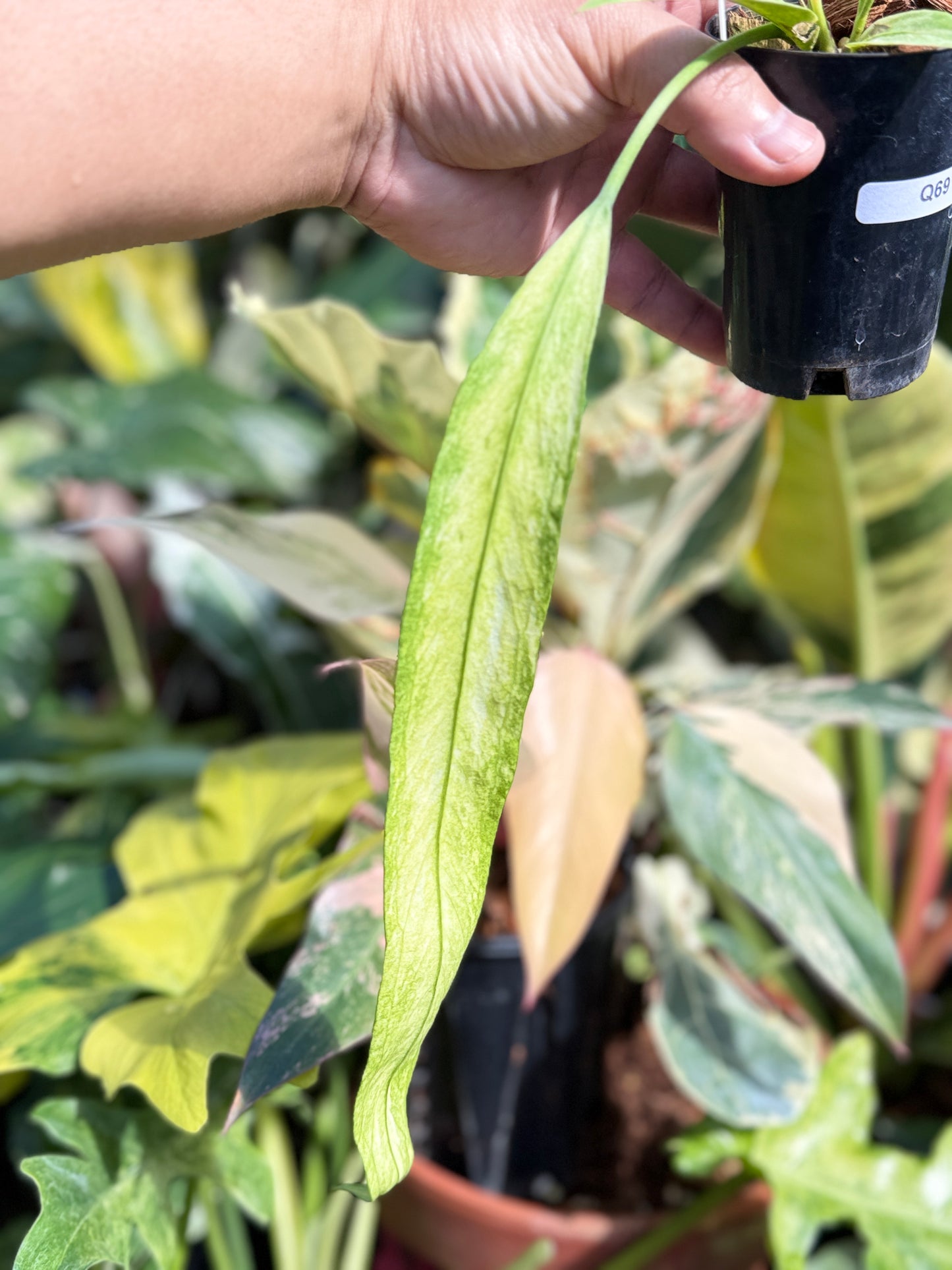 Anthurium 'Vittariifolium Variegata' Q69