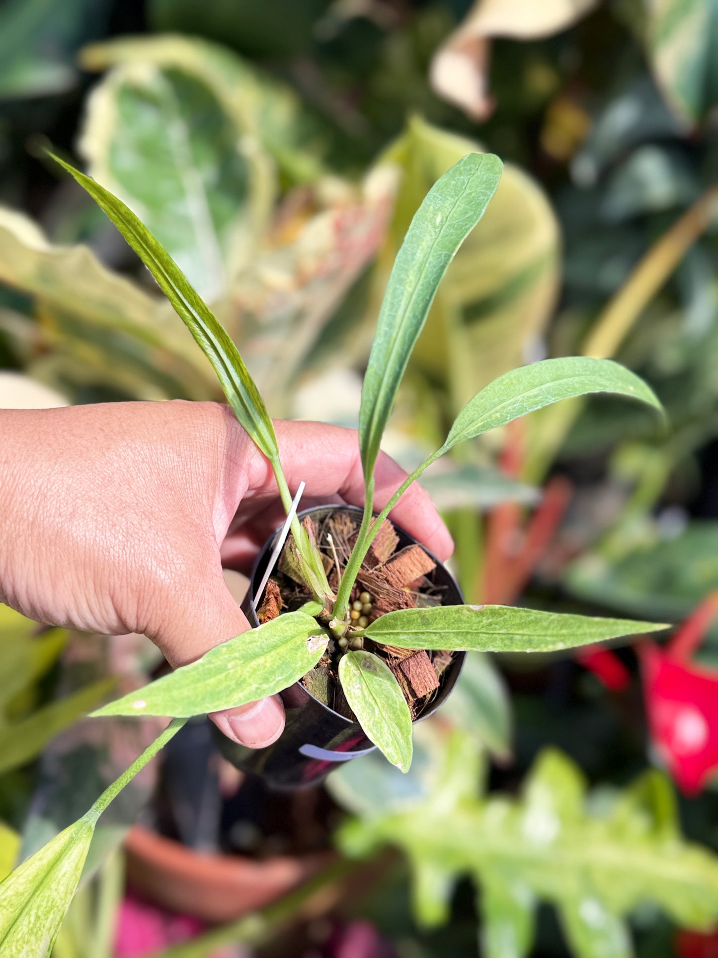 Anthurium 'Vittariifolium Variegata' Q69