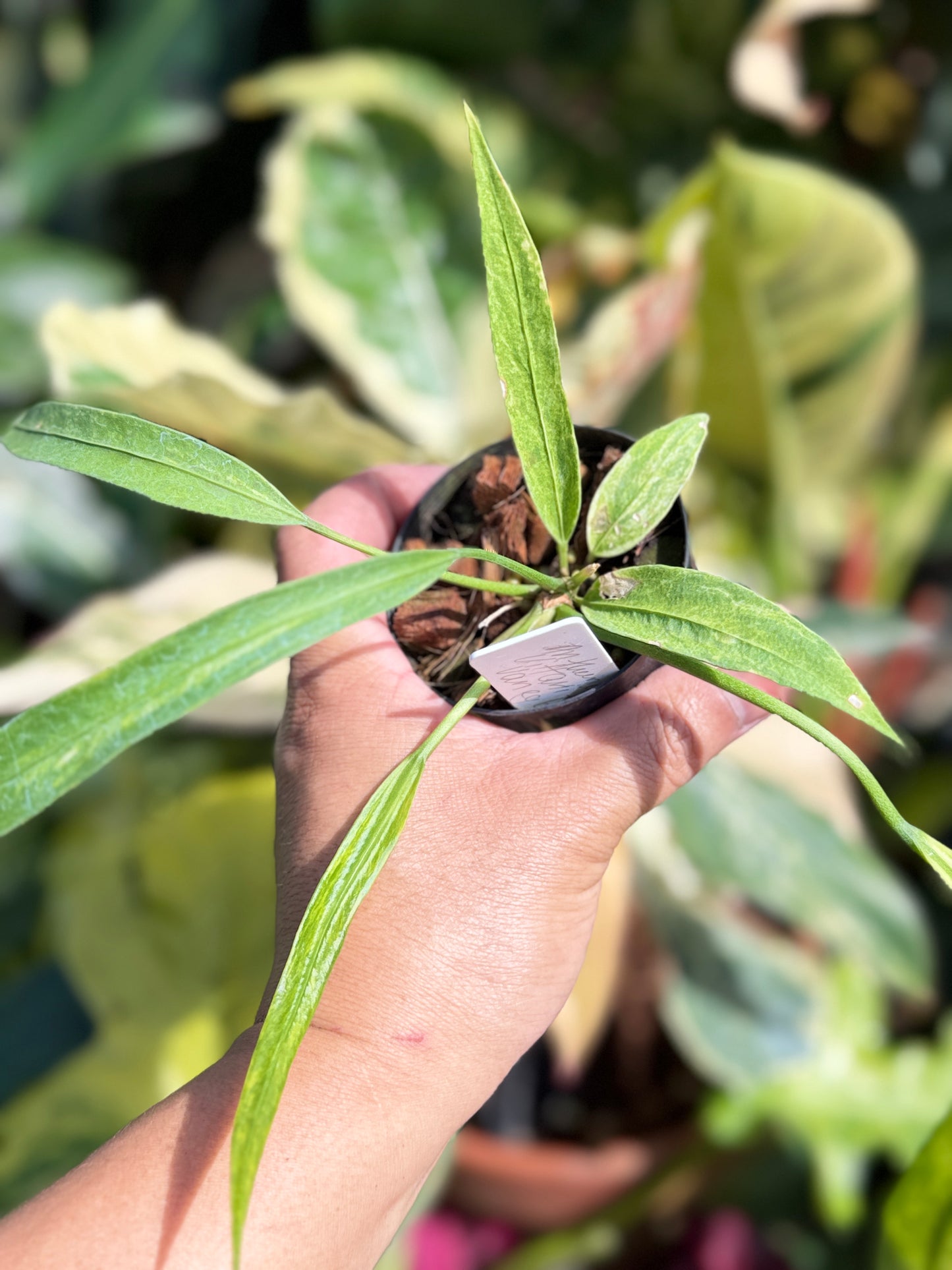 Anthurium 'Vittariifolium Variegata' Q69