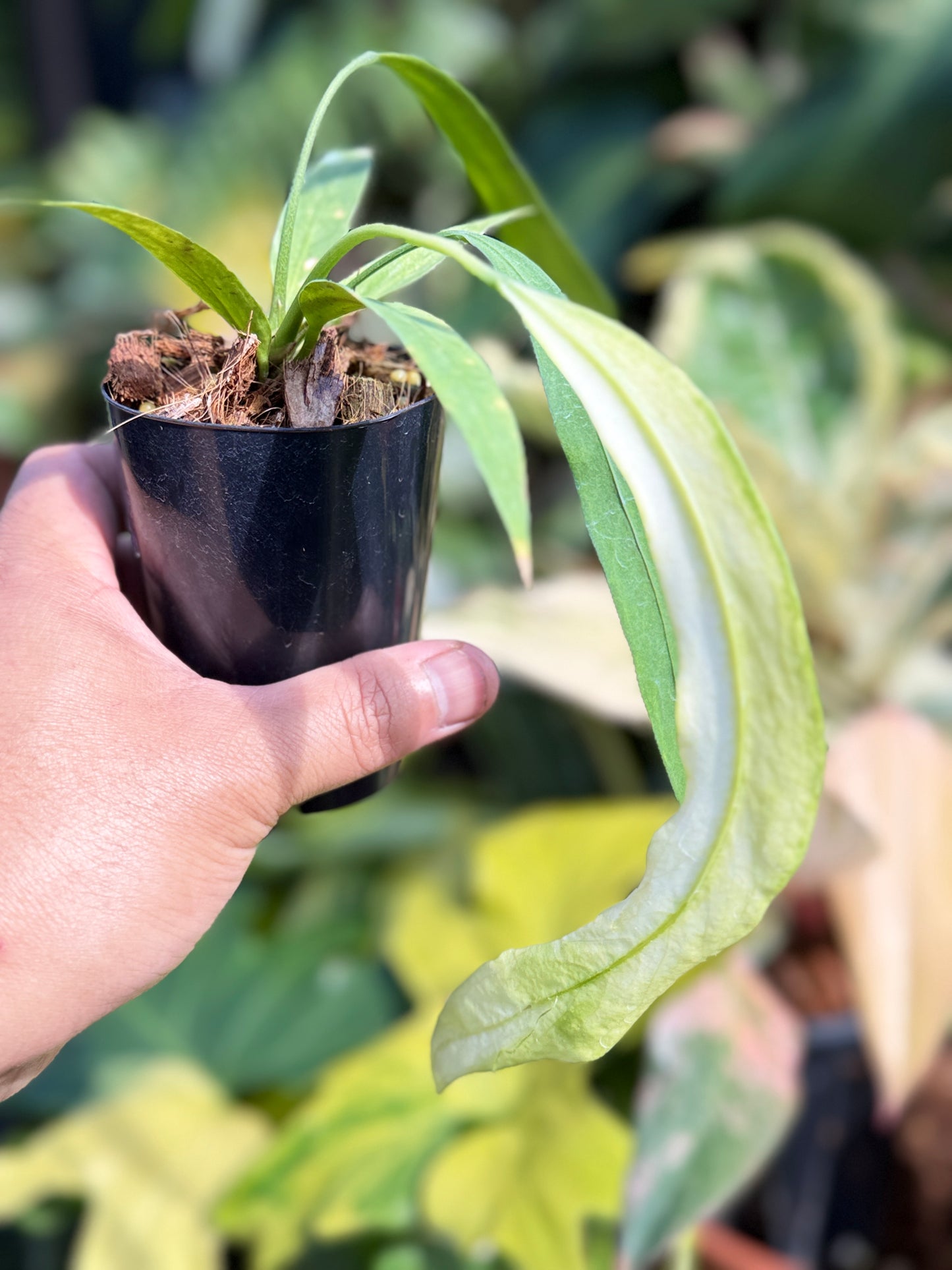 Anthurium 'Vittariifolium Variegata' Q68