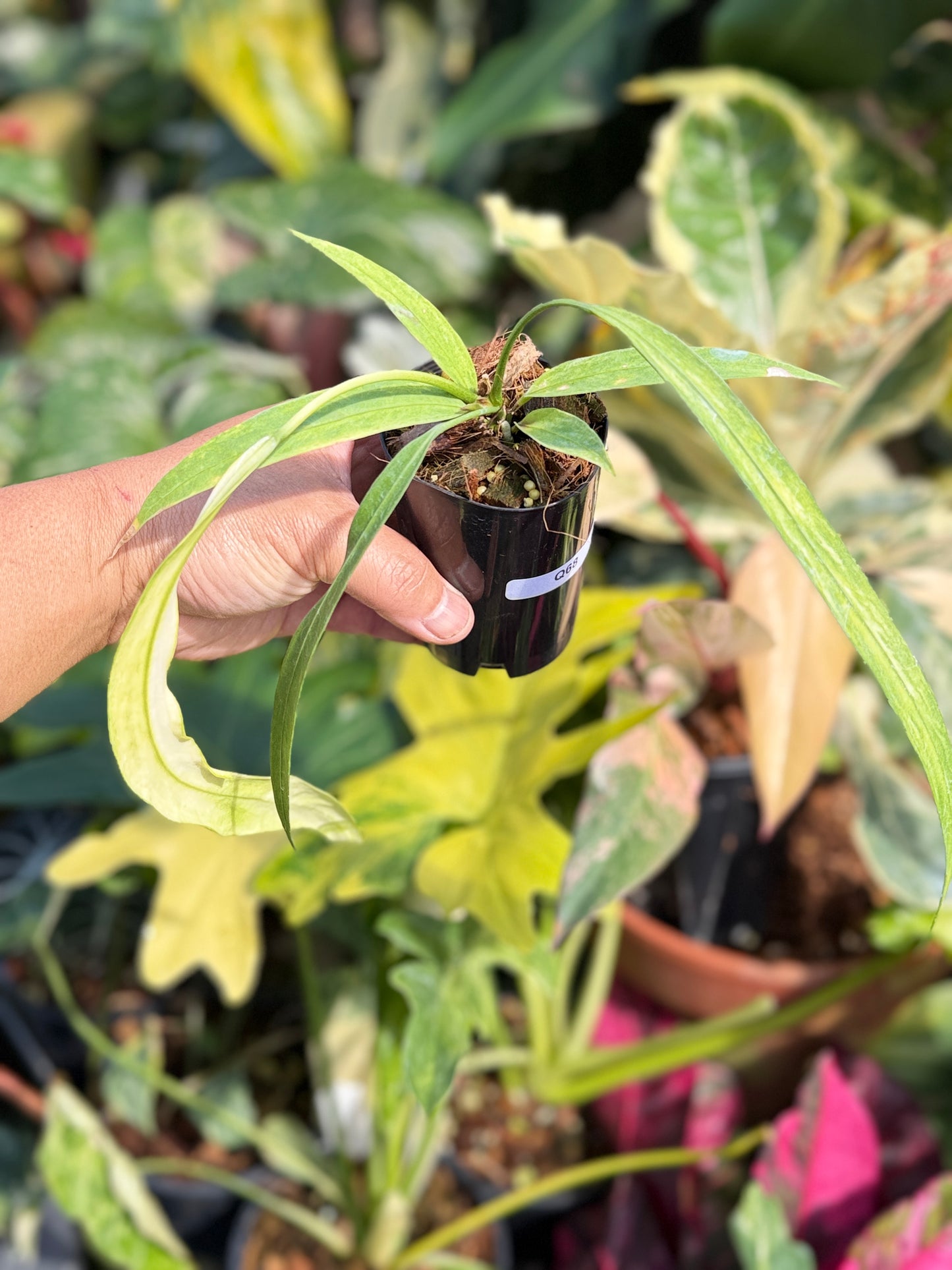Anthurium 'Vittariifolium Variegata' Q68