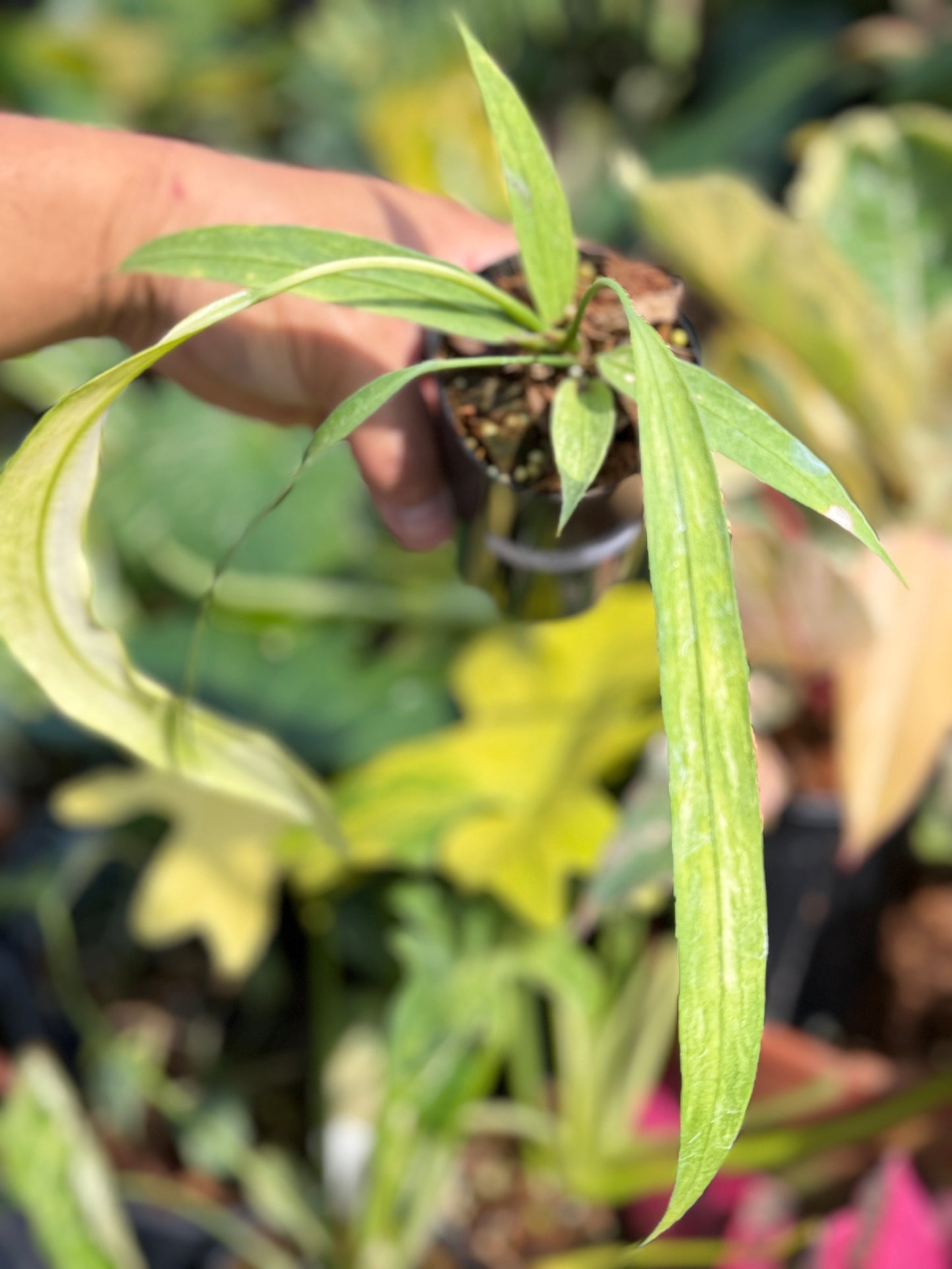 Anthurium 'Vittariifolium Variegata' Q68