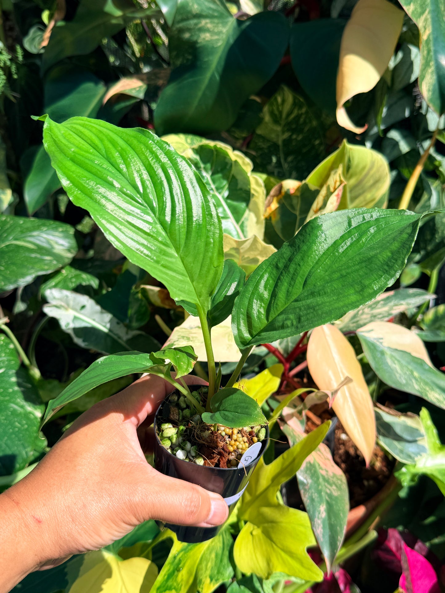 Tacca chantrieri 'Green Isle' Q66