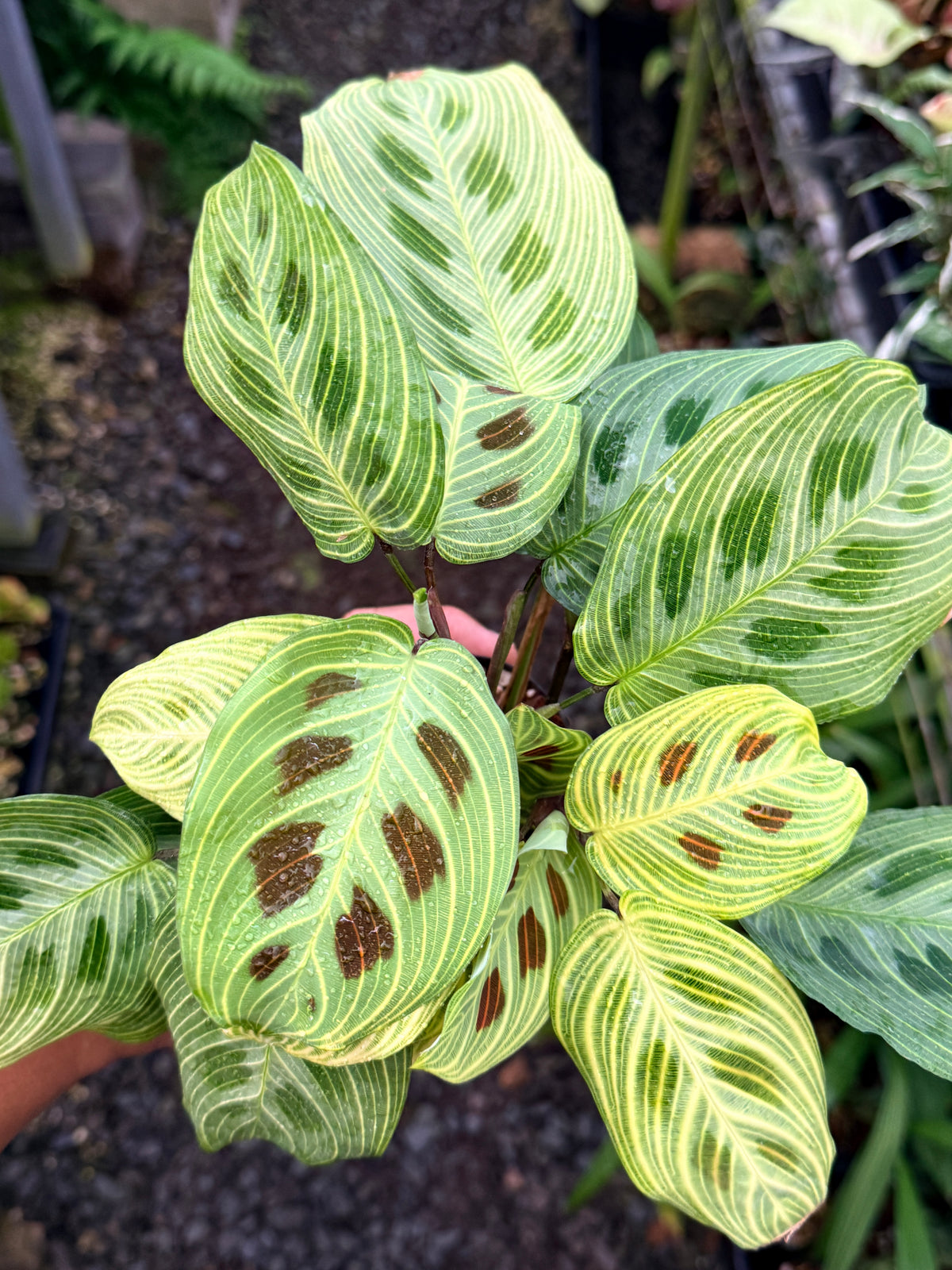 Maranta 'Light Vein Variegata' O8