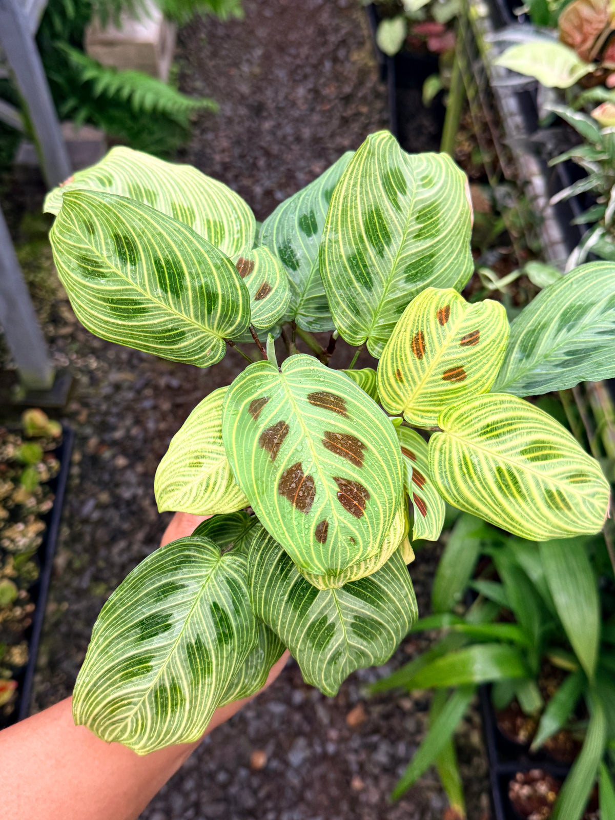 Maranta 'Light Vein Variegata' O8