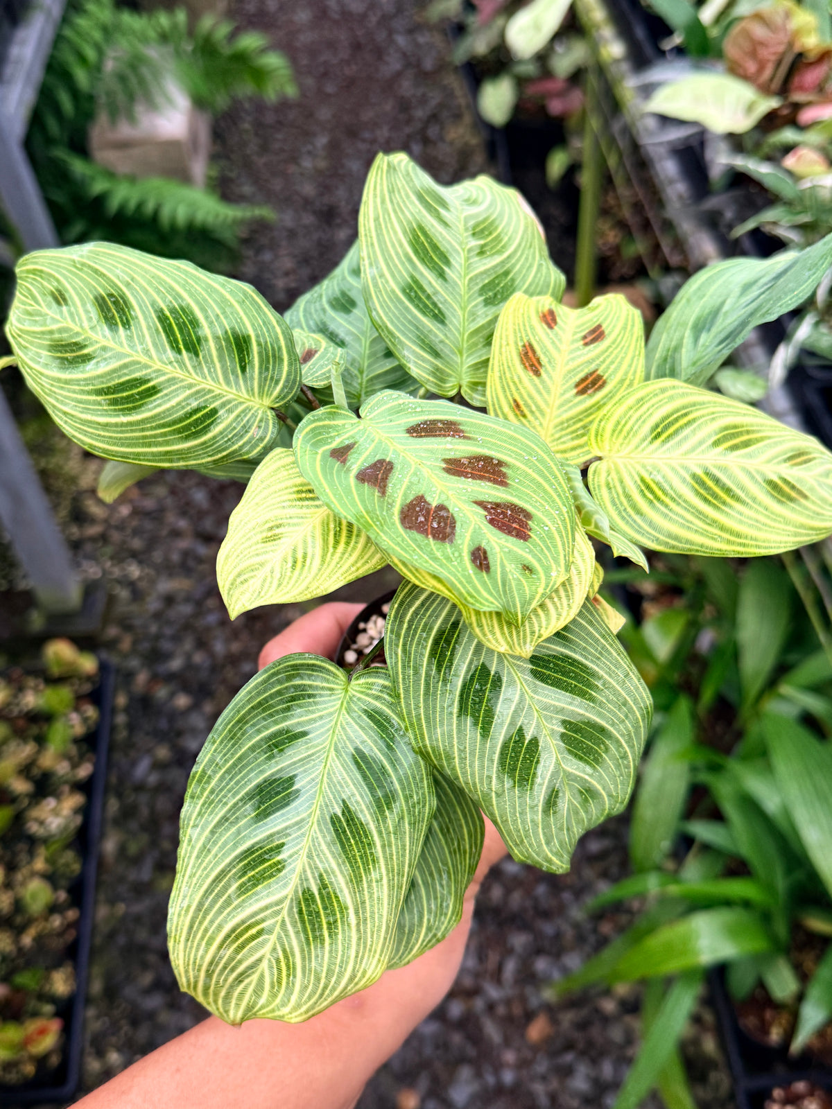 Maranta 'Light Vein Variegata' O8