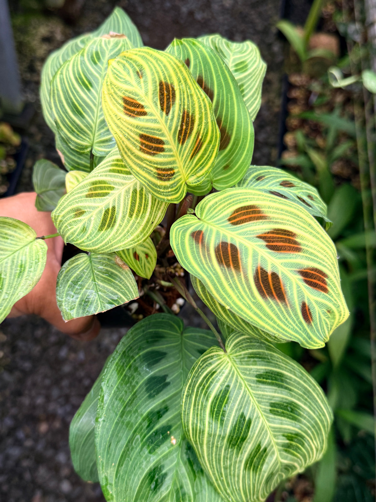 Maranta 'Light Vein Variegata' O9