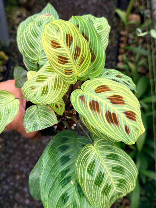 Maranta 'Light Vein Variegata' O9