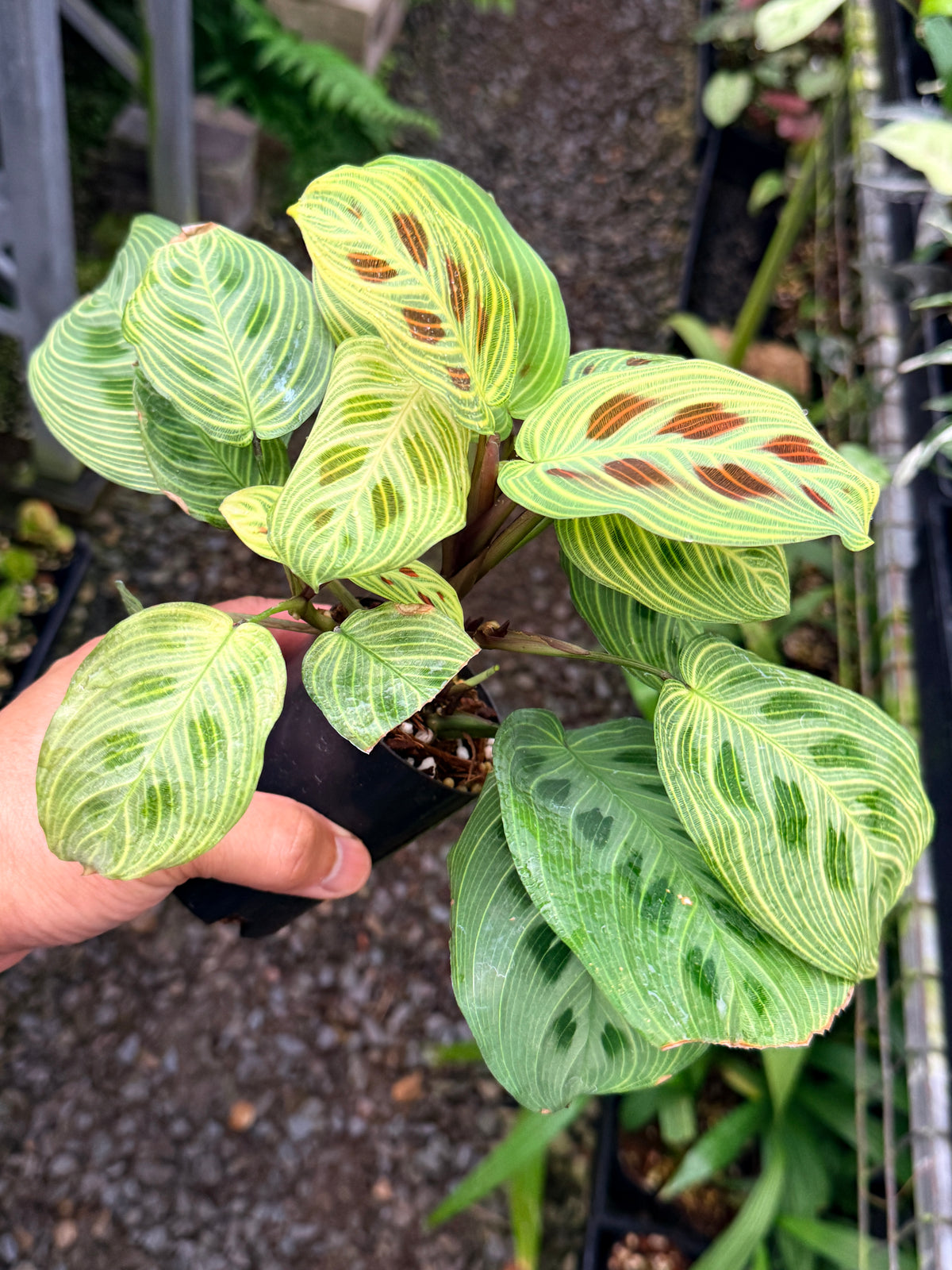 Maranta 'Light Vein Variegata' O9