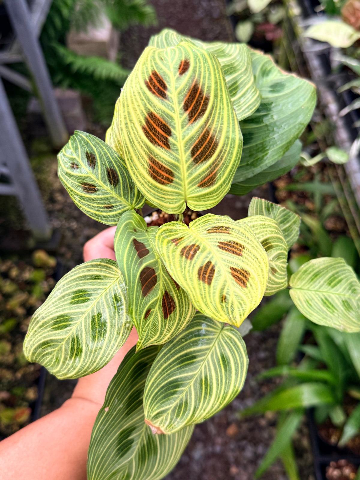 Maranta 'Light Vein Variegata' O9