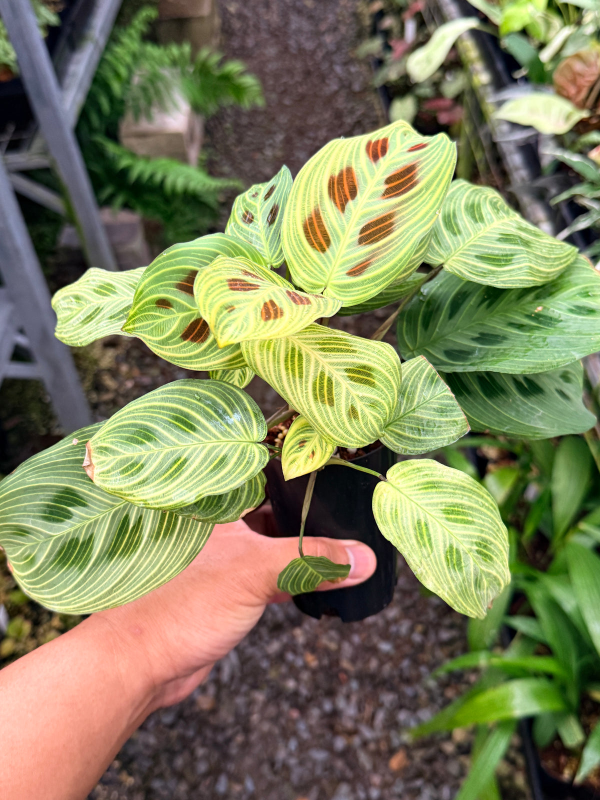 Maranta 'Light Vein Variegata' O9