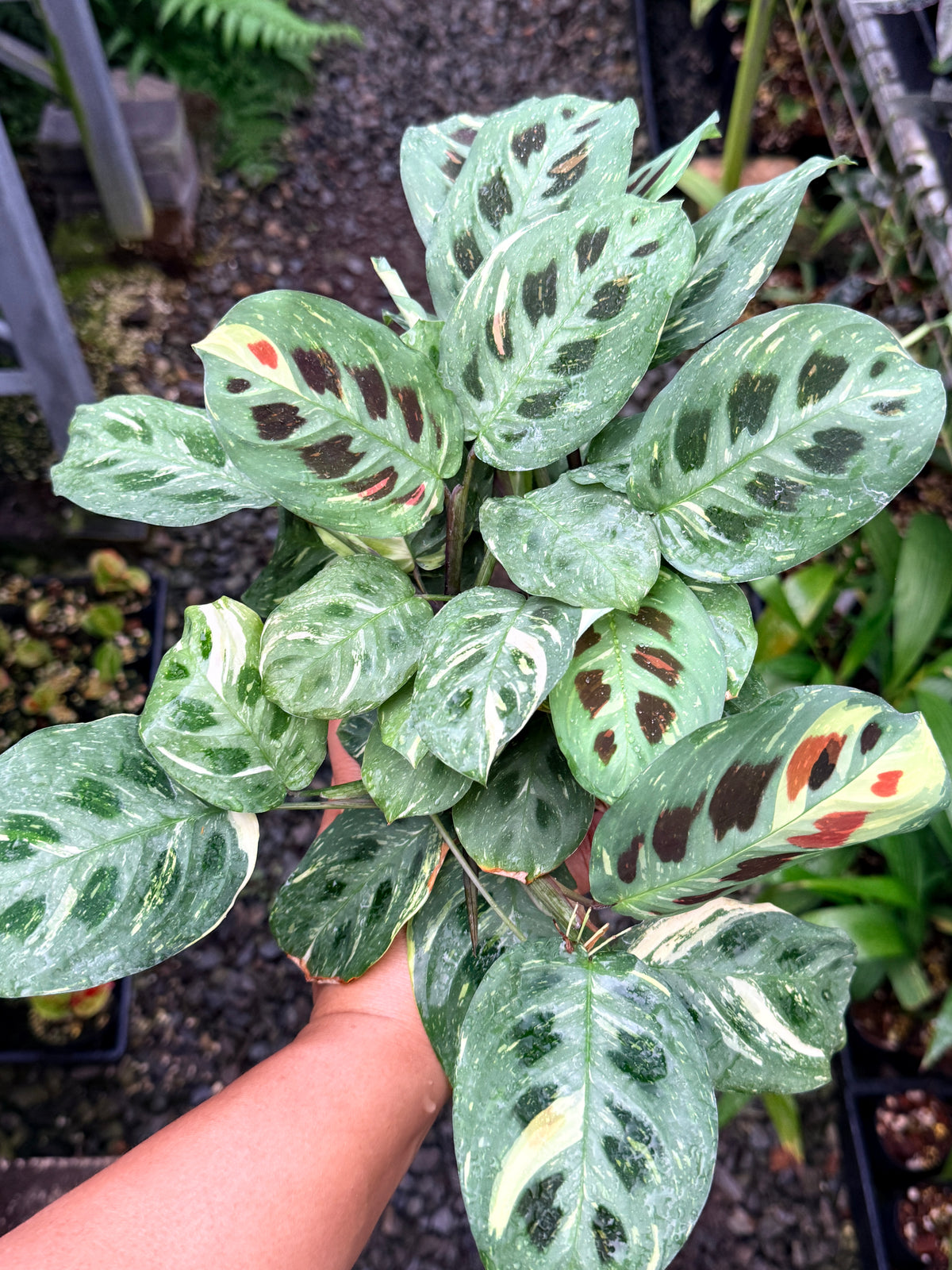 Maranta 'Variegata' N52