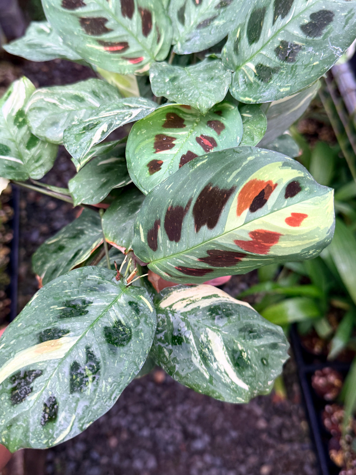 Maranta 'Variegata' N52